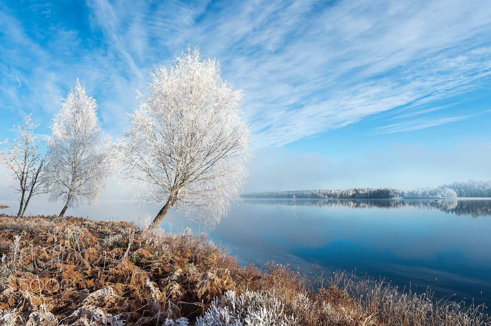 Nikon D4S sample photo. Winter frost photography
