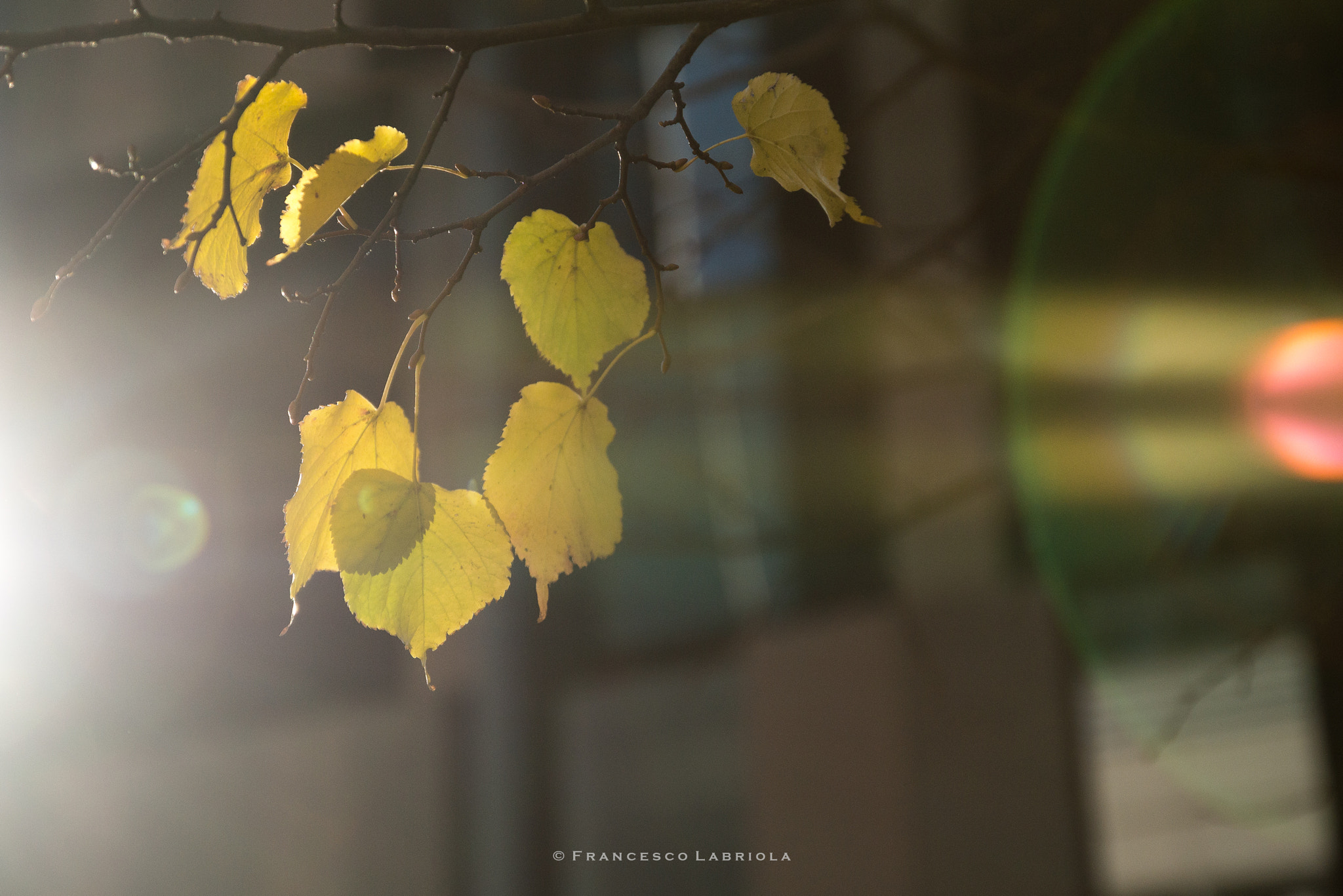 Nikon D3200 sample photo. Autumn photography