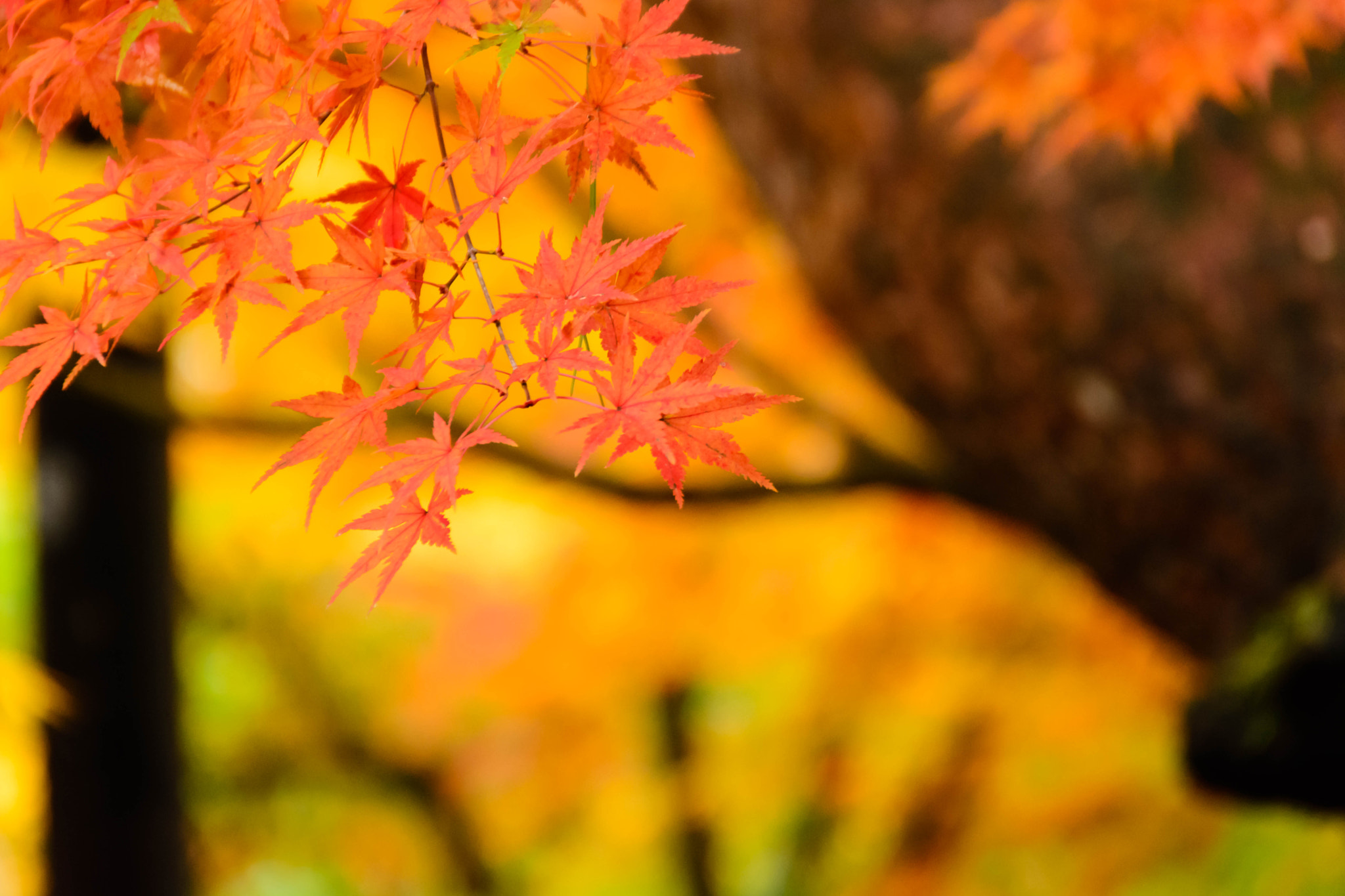 Sigma 18-200mm F3.5-6.3 II DC OS HSM sample photo. 色づく世界 photography