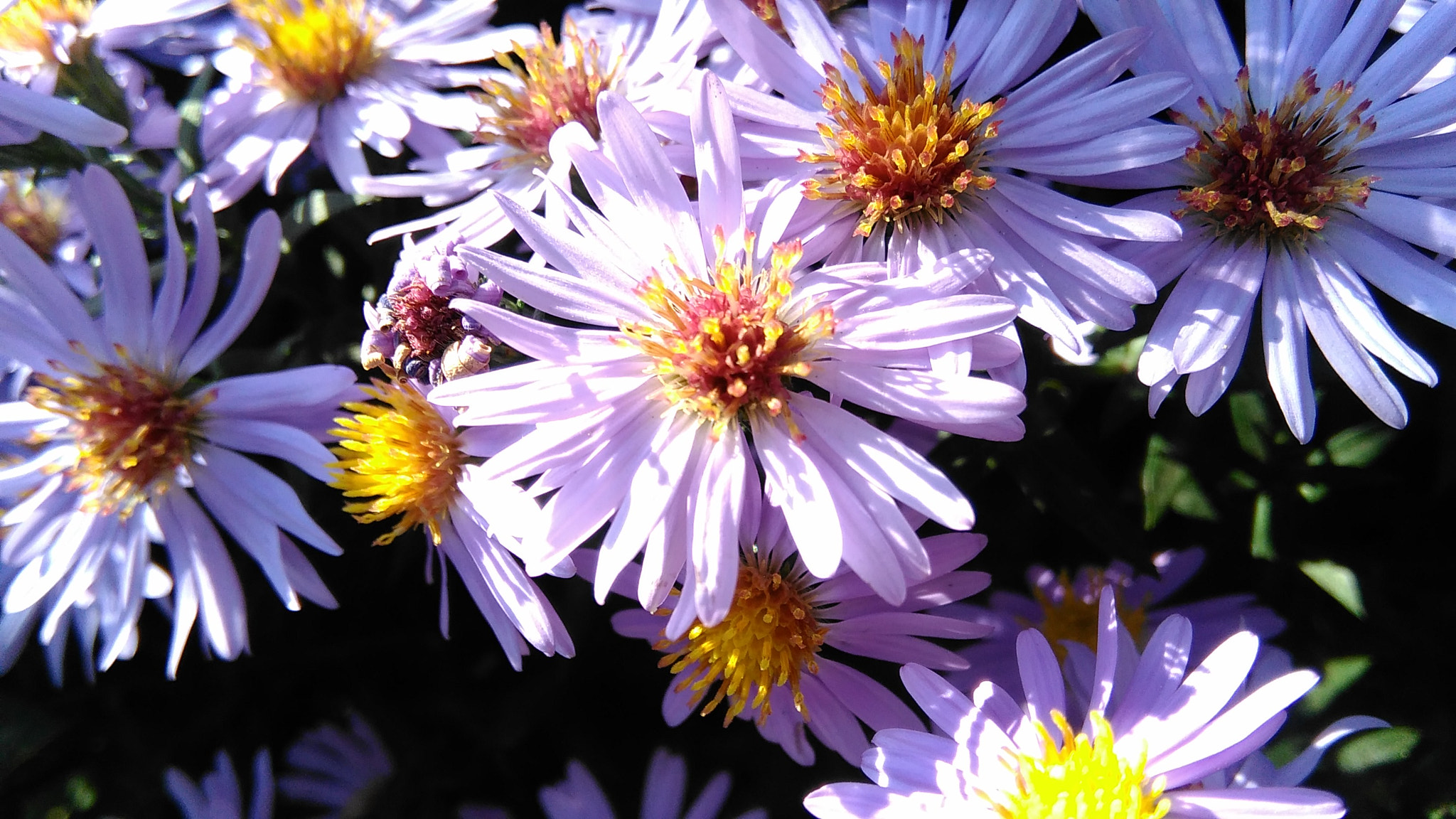 HUAWEI G620S-L01 sample photo. Flowers photography