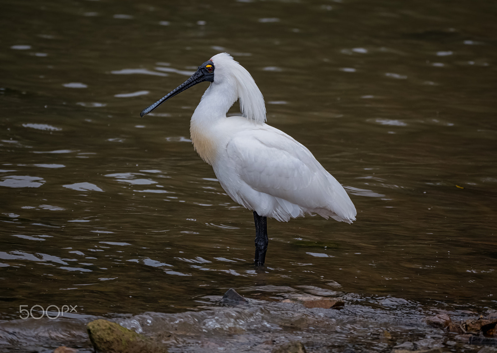 Panasonic Lumix DMC-GH4 + LEICA DG 100-400/F4.0-6.3 sample photo. Royal spoonbill photography