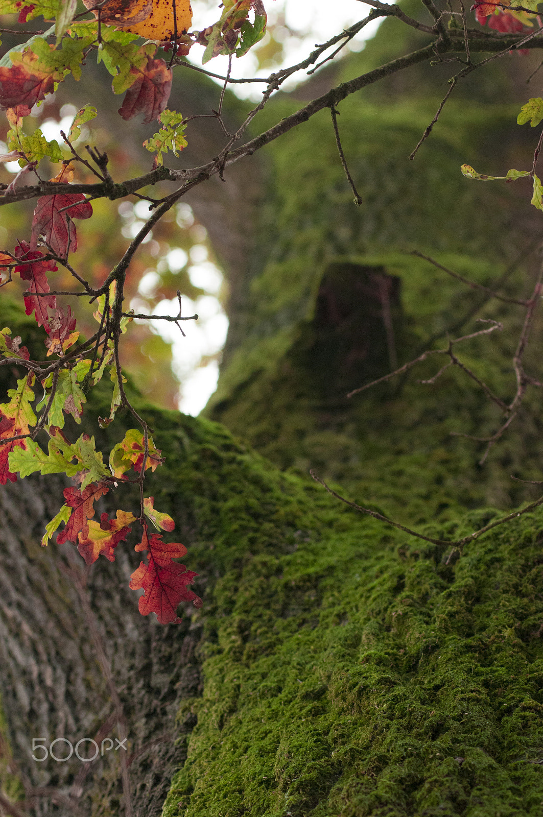 Nikon AF-Nikkor 80-200mm F2.8D ED sample photo. Autumn photography