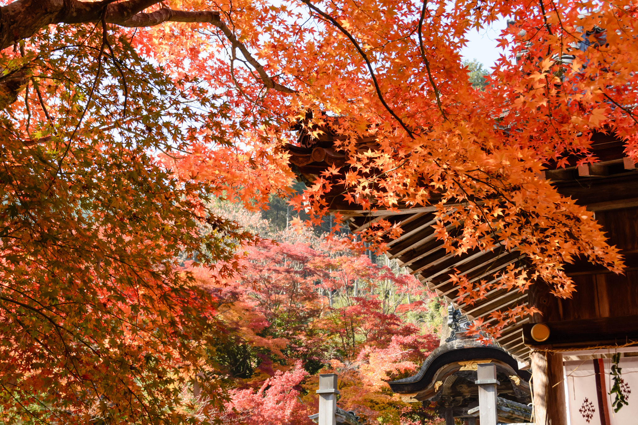 Sigma 18-200mm F3.5-6.3 II DC OS HSM sample photo. 秋 photography