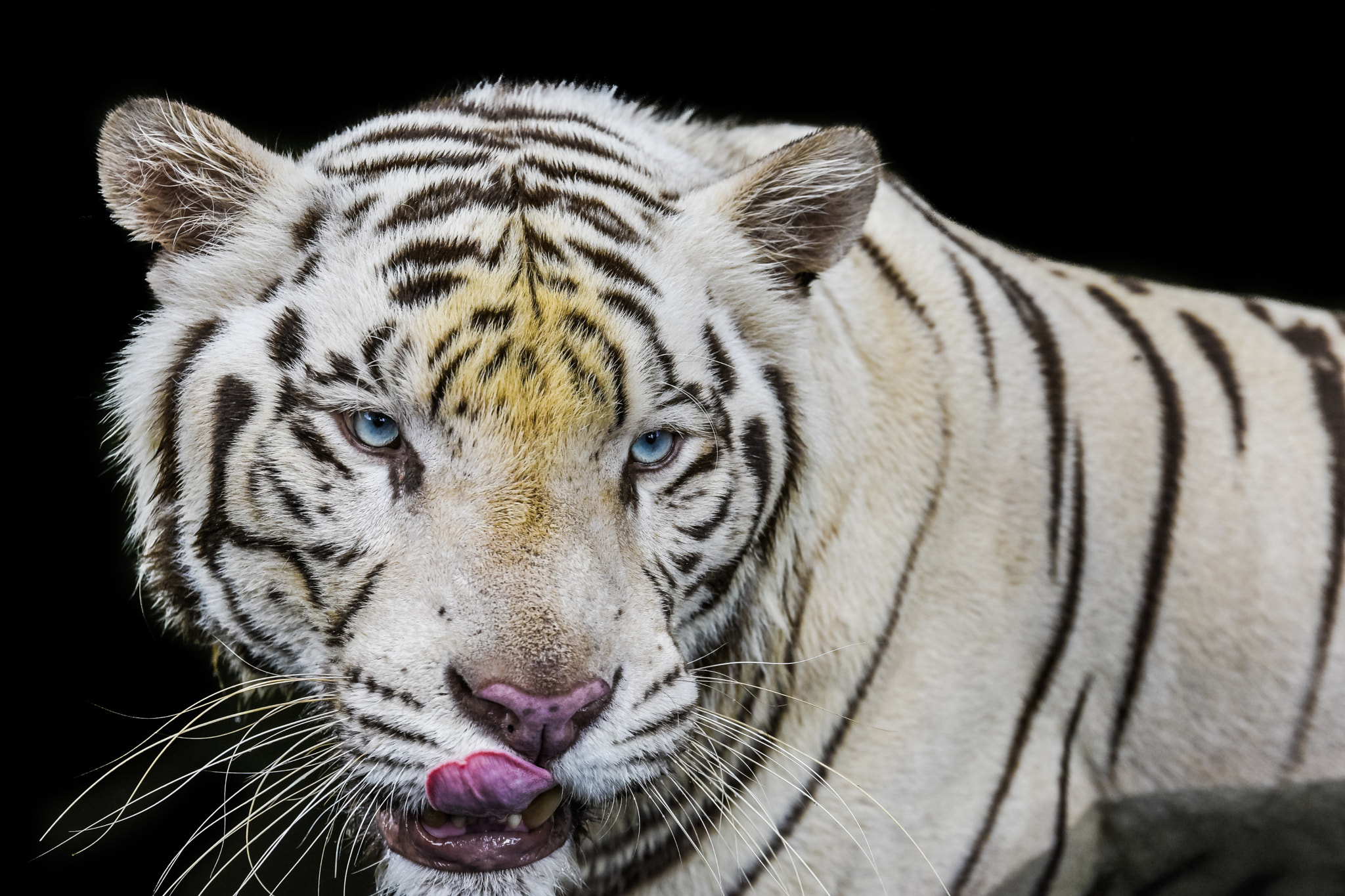 Nikon AF-S Nikkor 70-200mm F2.8G ED VR II sample photo. White tiger photography