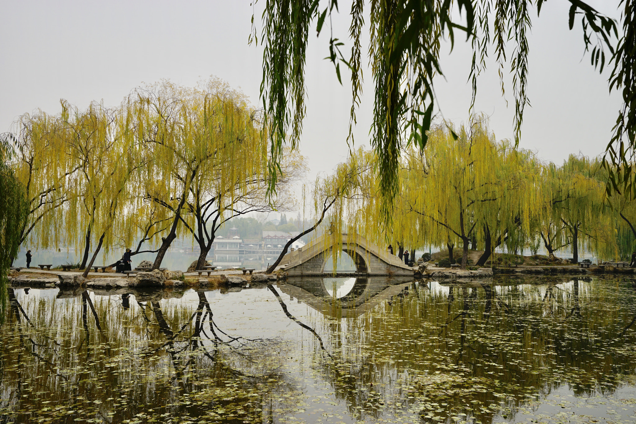 Sony a7 II + Sony Vario-Tessar T* FE 16-35mm F4 ZA OSS sample photo. 瑶池黄锦垂 photography