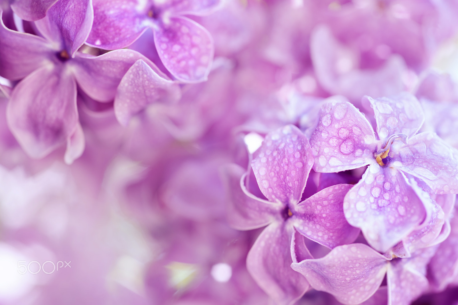Nikon AF Micro-Nikkor 60mm F2.8D sample photo. Lilac flowers macro photography