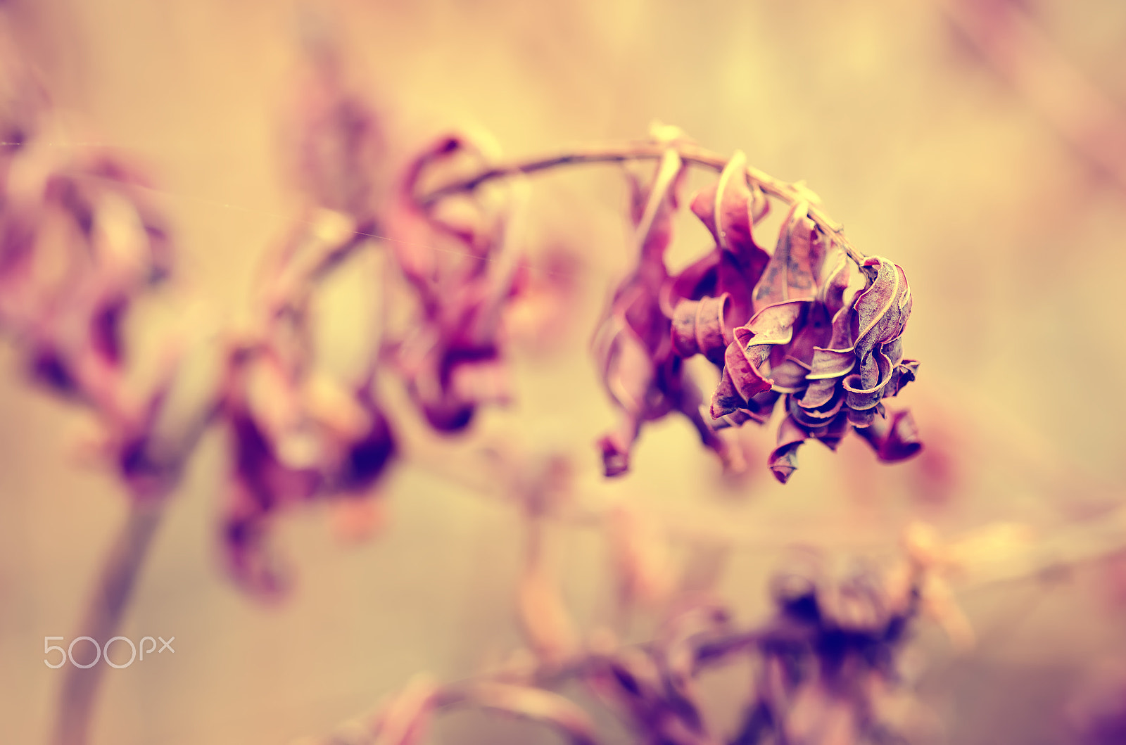 Nikon AF Micro-Nikkor 60mm F2.8D sample photo. Autumn purple plant photography