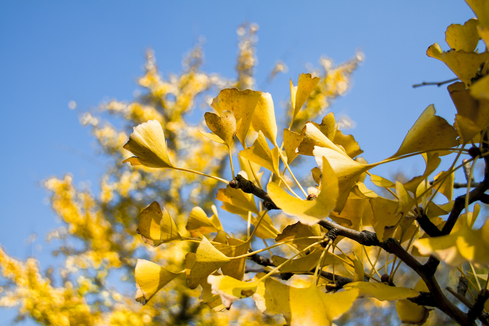 Sigma 18-200mm f/3.5-6.3 DC OS sample photo. Golden fall photography