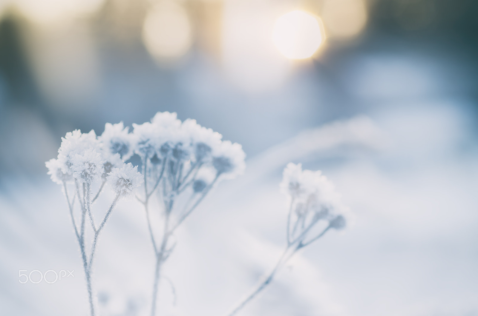 Nikon D7000 + Nikon AF Micro-Nikkor 60mm F2.8D sample photo. Frozen meadow plant photography