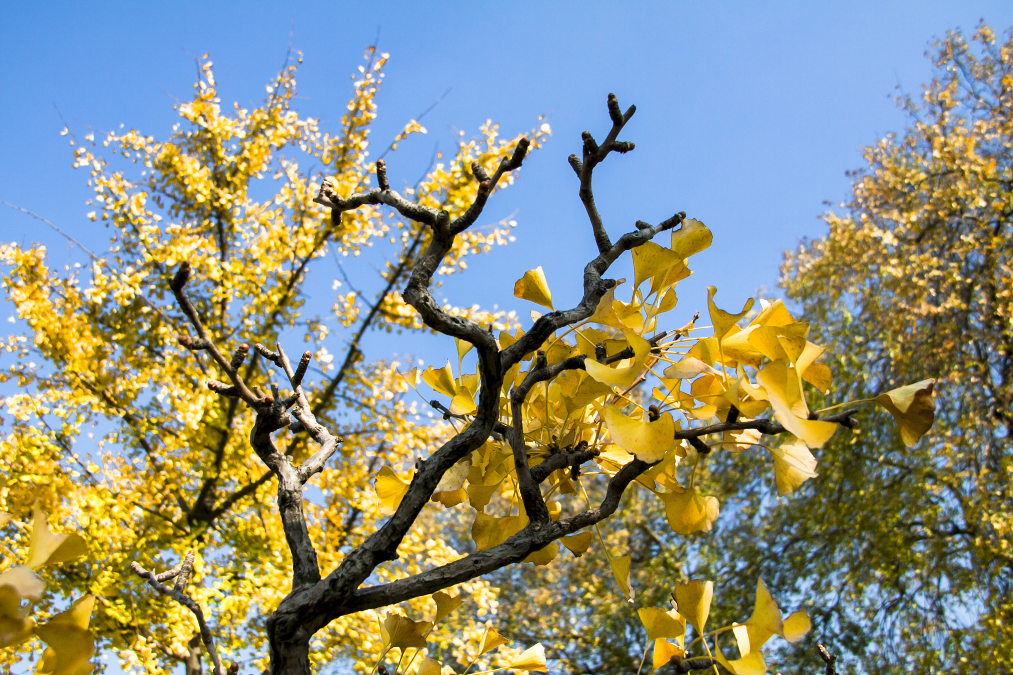 Sigma 18-200mm f/3.5-6.3 DC OS sample photo. Golden fall photography