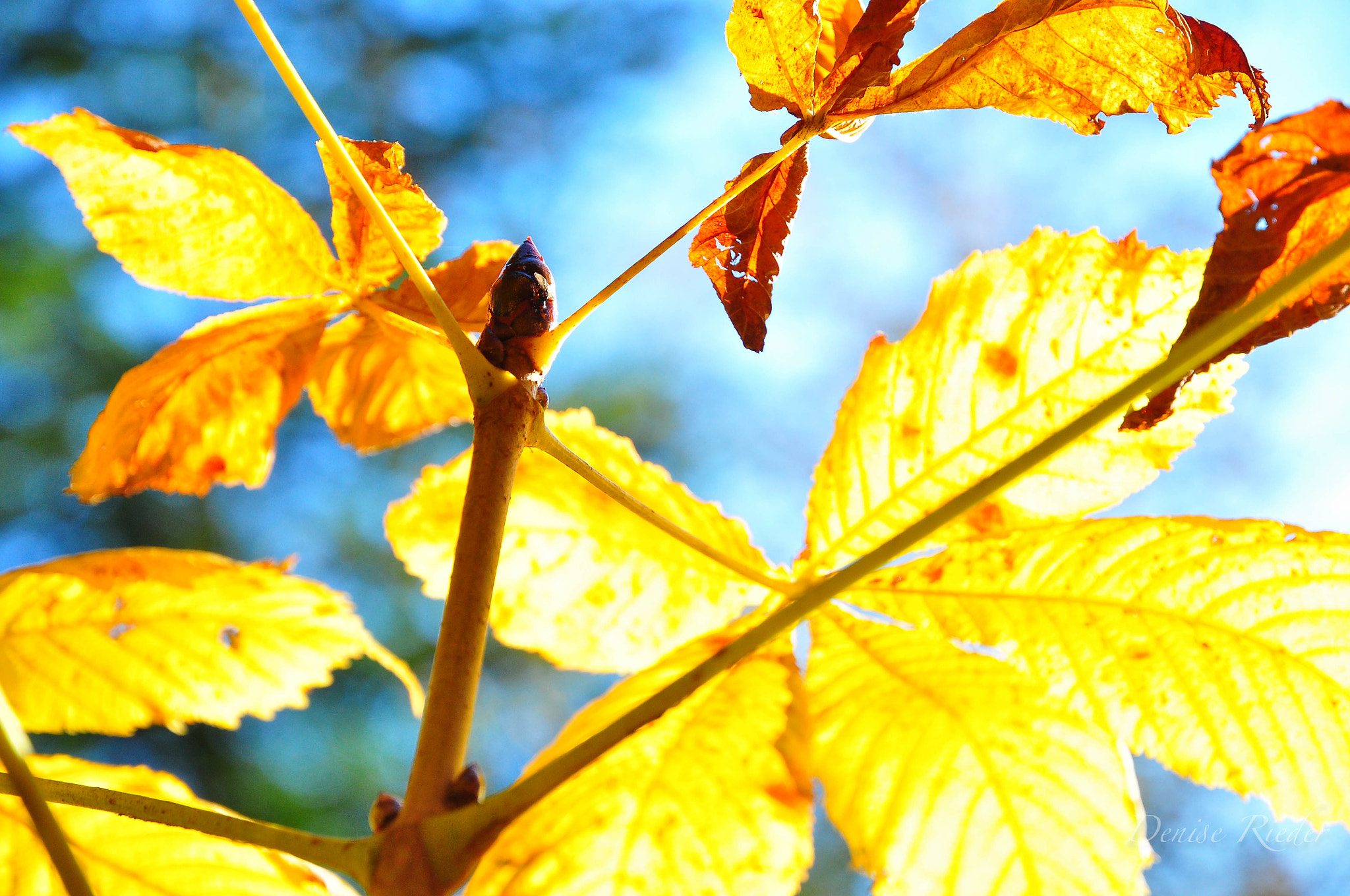 Nikon D5000 sample photo. Autumn in the forest photography
