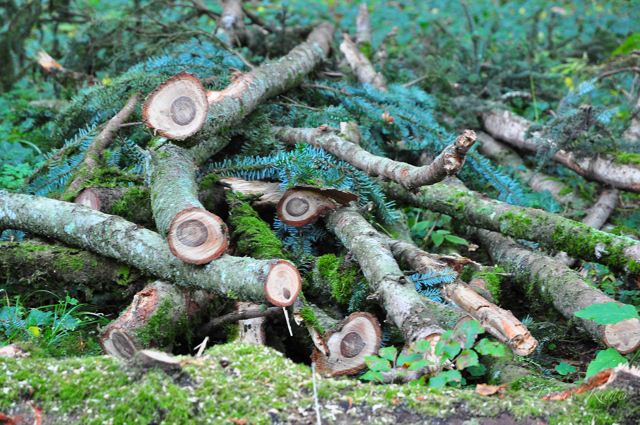Nikon D5000 sample photo. Autumn in the forest photography