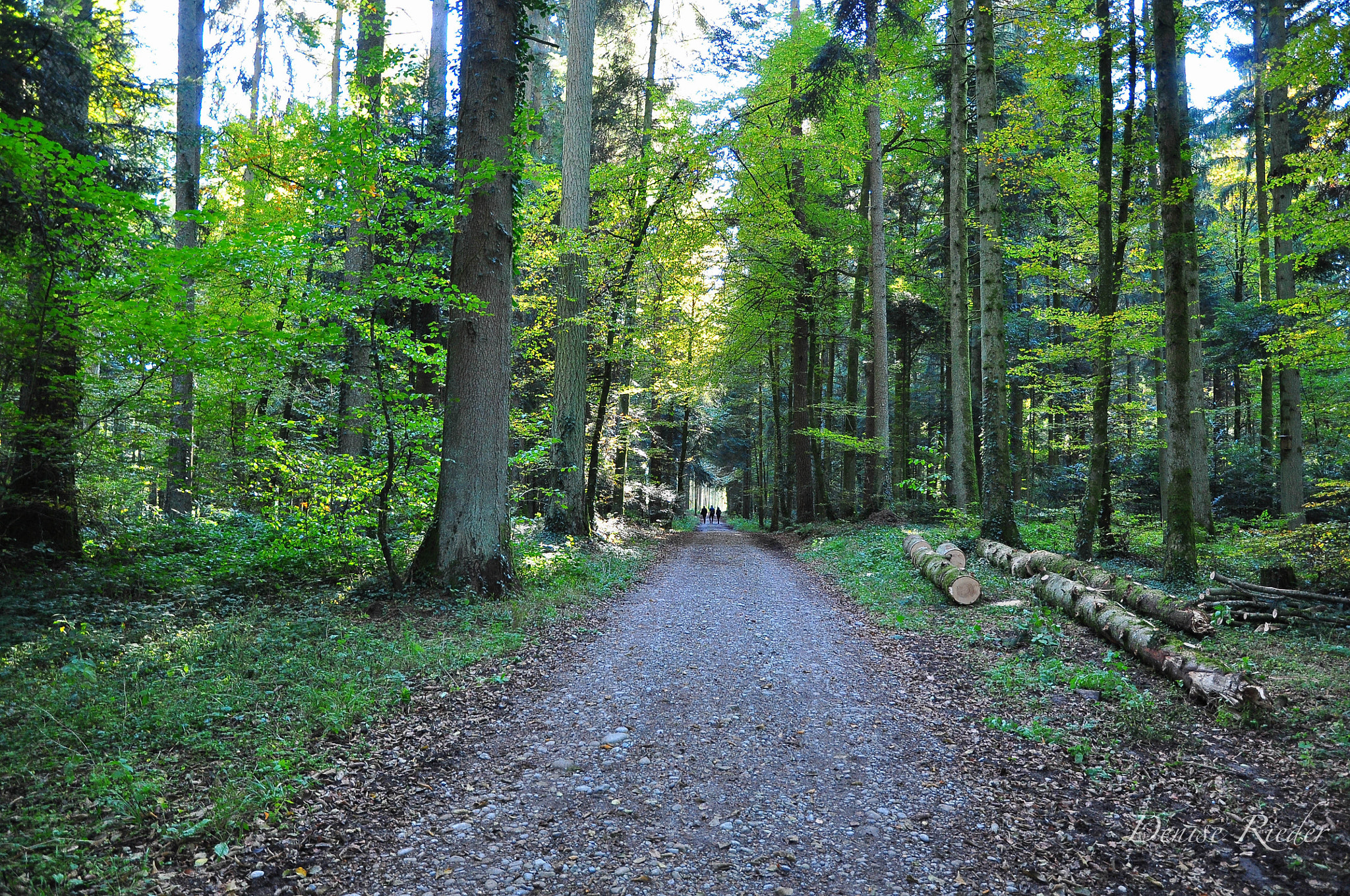 Nikon D5000 sample photo. Autumn in the forest photography