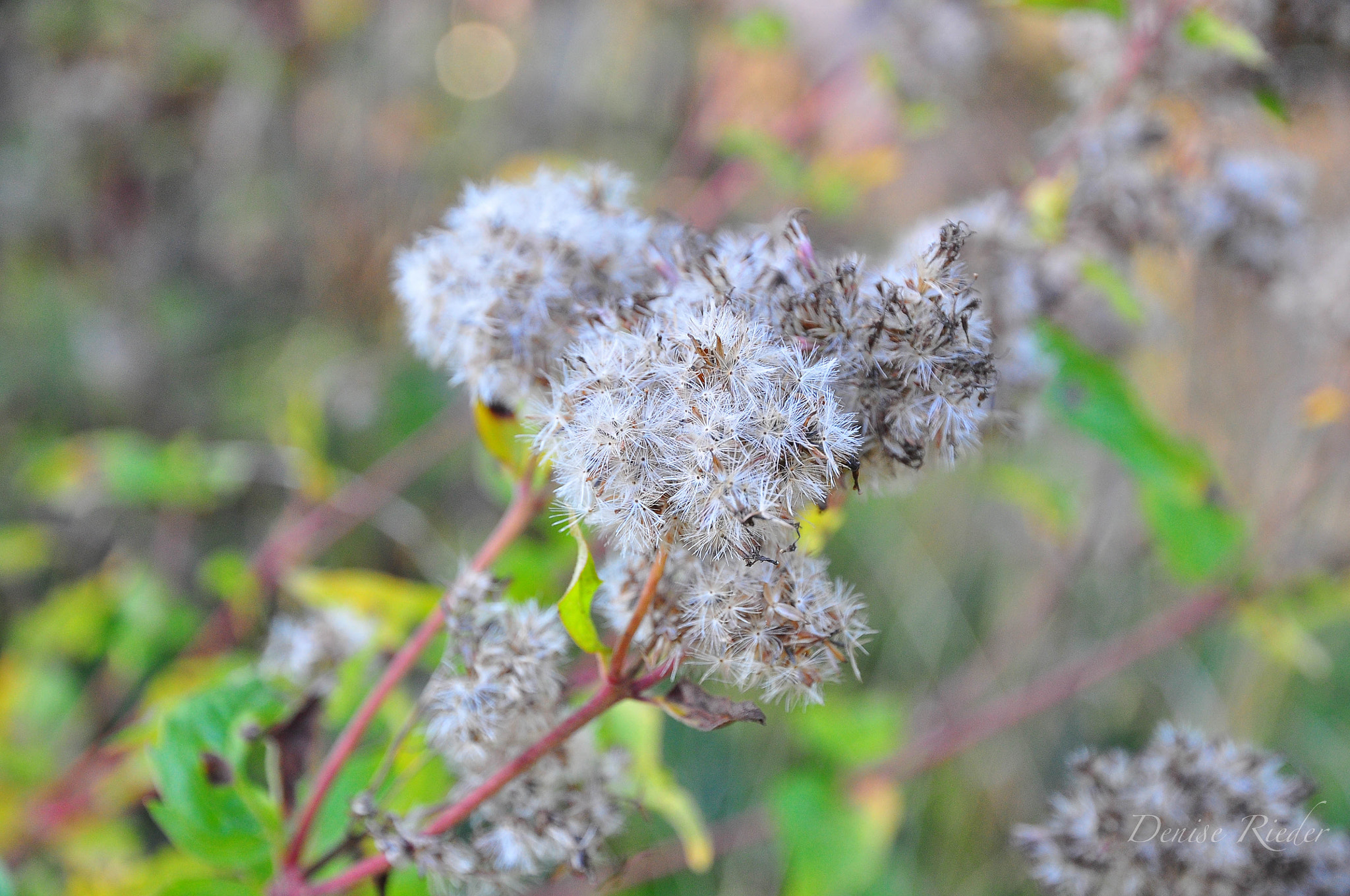 Nikon D5000 sample photo. Autumn in the forest photography