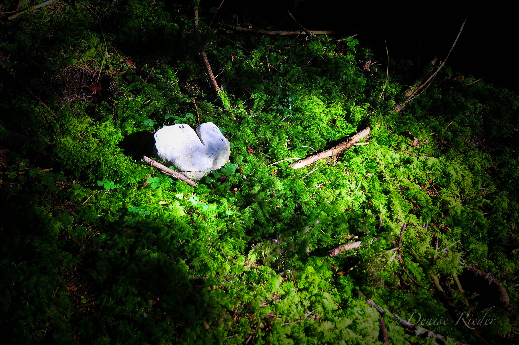 Nikon D5000 sample photo. Autumn in the forest photography