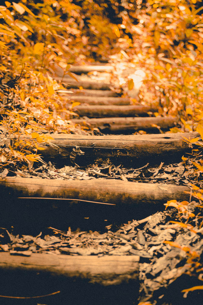 Canon EF 40mm F2.8 STM sample photo. Step by step photography