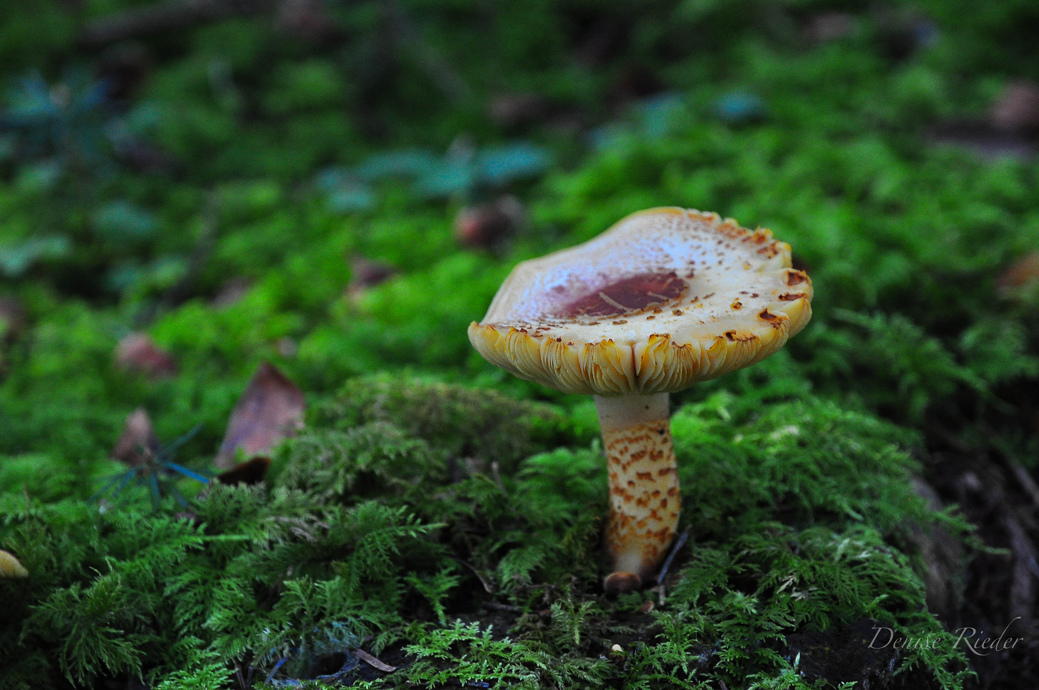 Nikon D5000 sample photo. Autumn in the forest photography