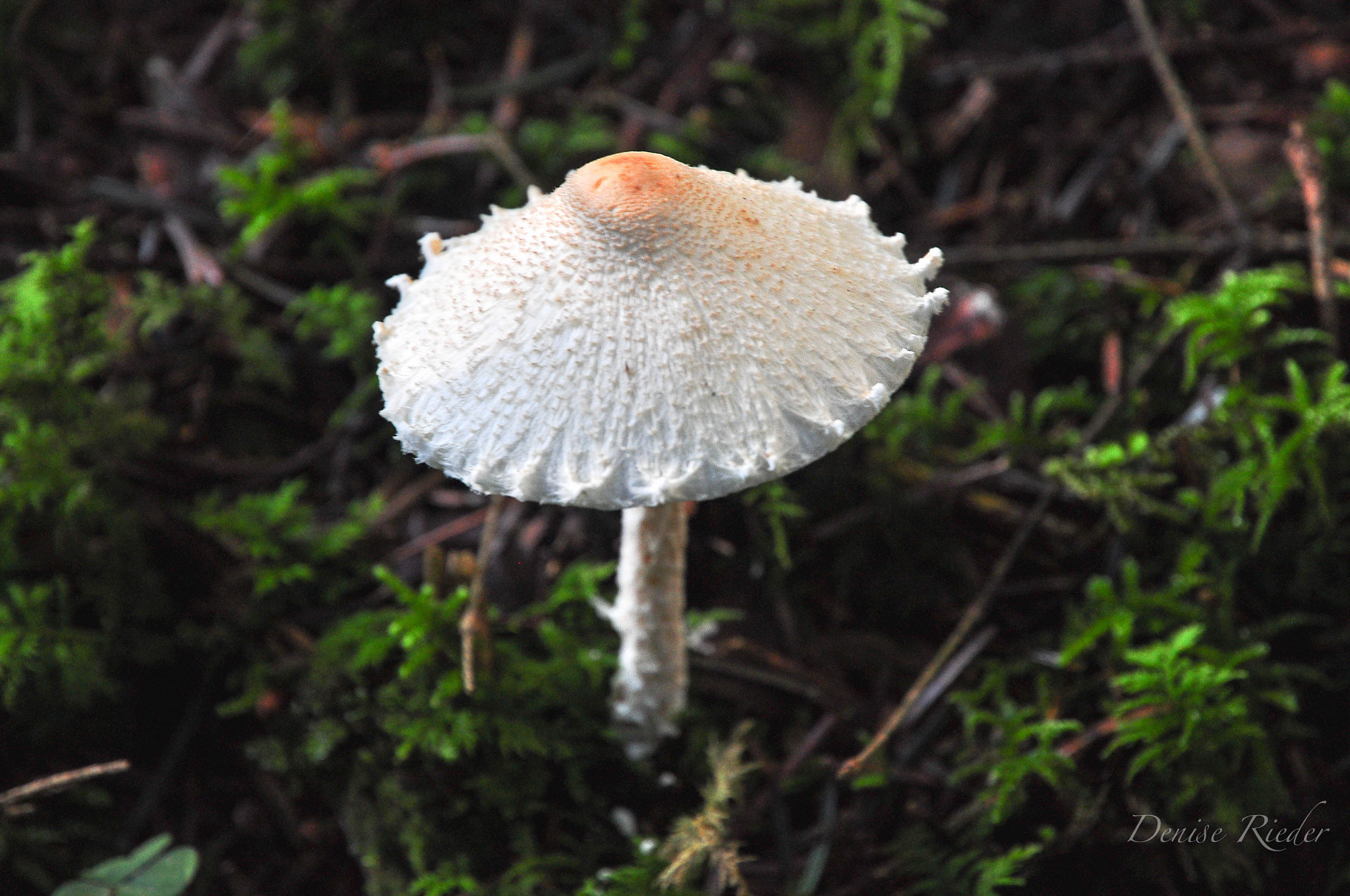 Nikon D5000 sample photo. Autumn in the forest photography