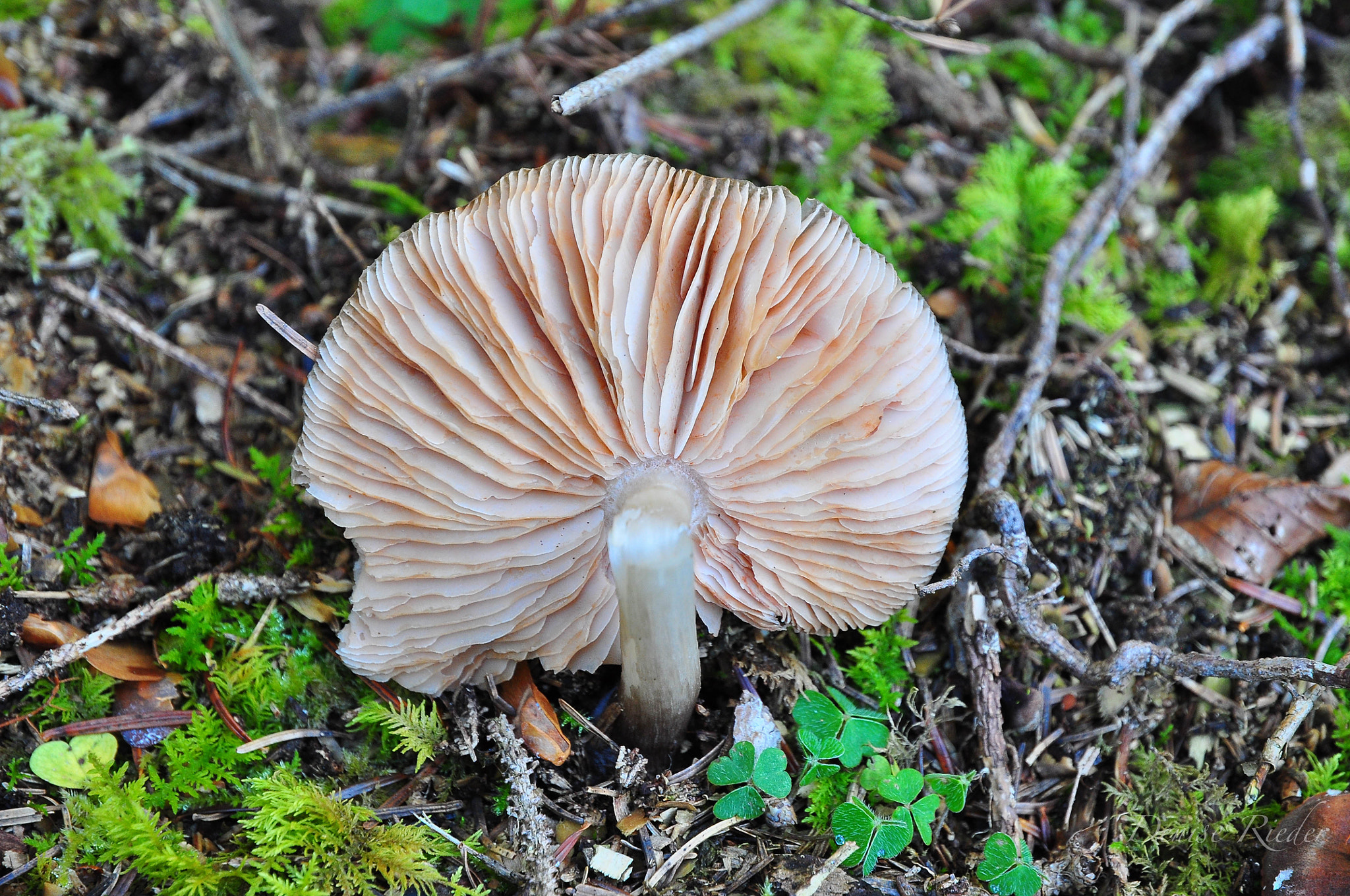 Nikon D5000 sample photo. Autumn in the forest photography