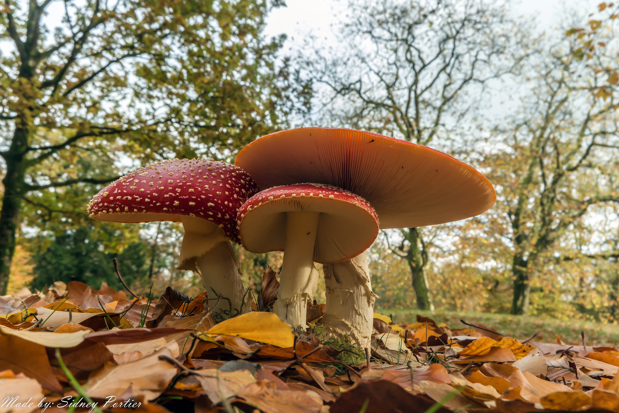 Samsung NX3300 sample photo. Mushroom photography