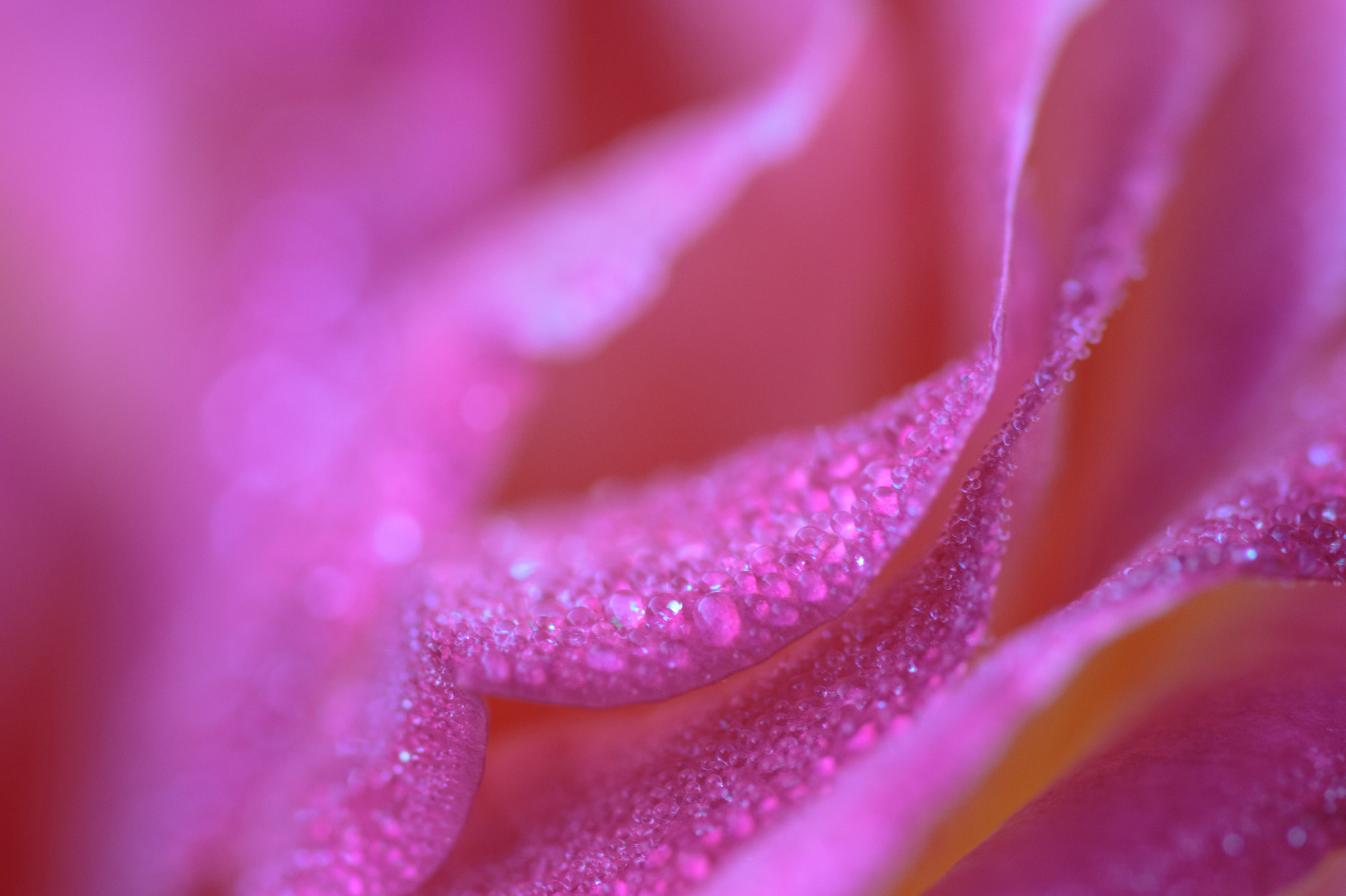 Sigma 105mm F2.8 EX DG OS HSM sample photo. Nature photography