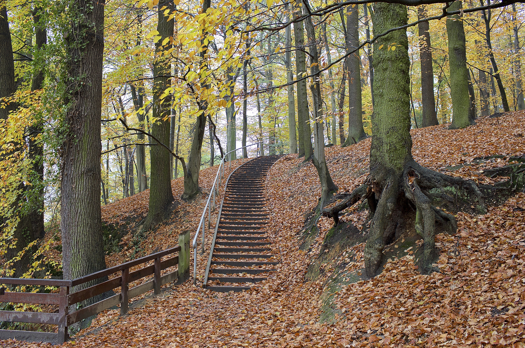Canon EF 35mm F1.4L USM sample photo. Forrest heerlen (nl). photography