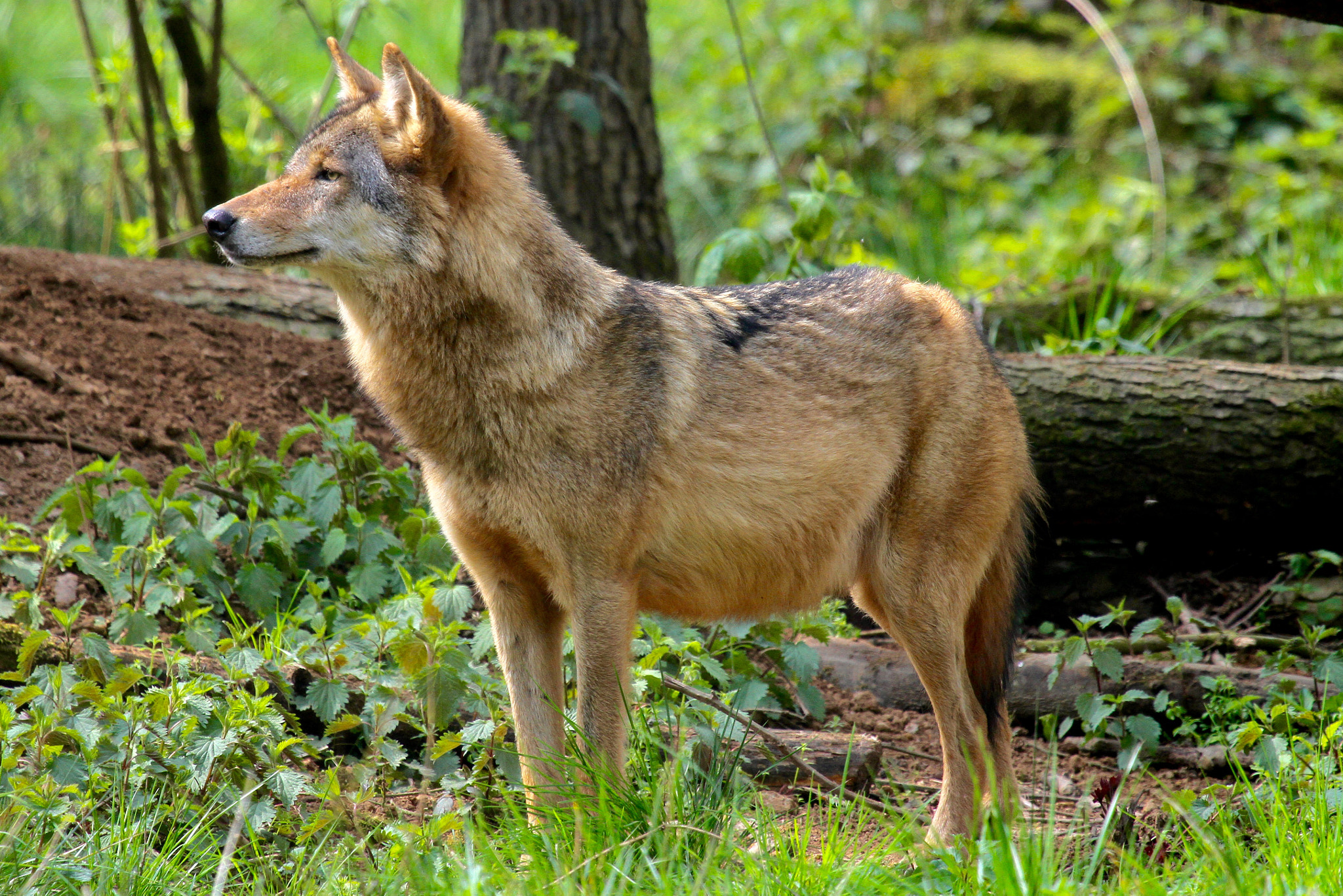 Canon EF 100-400mm F4.5-5.6L IS USM sample photo. Wolf 2 photography