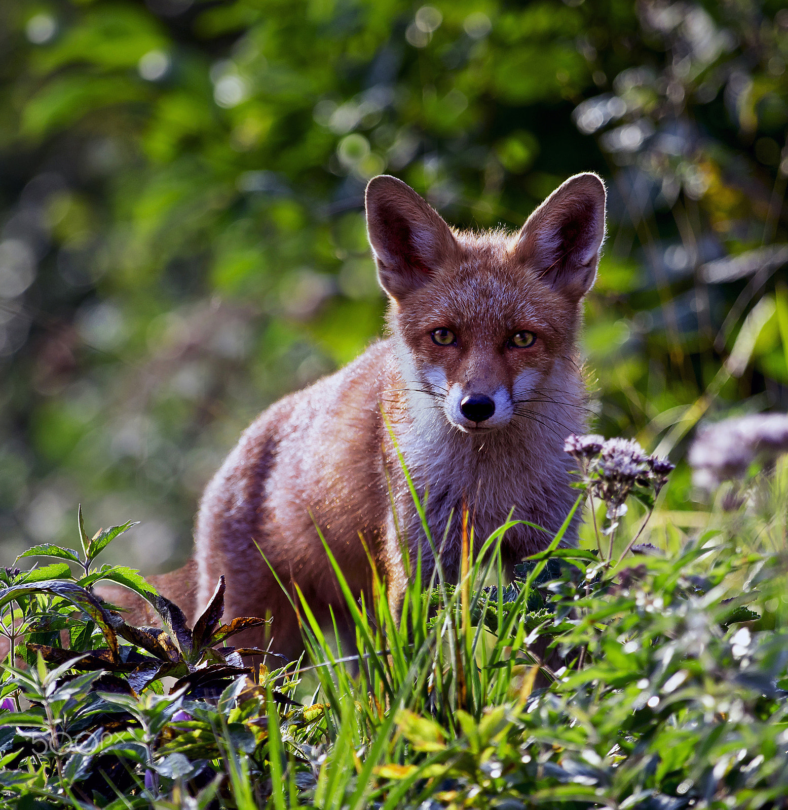 Pentax smc DA* 300mm F4.0 ED (IF) SDM sample photo. Red fox photography
