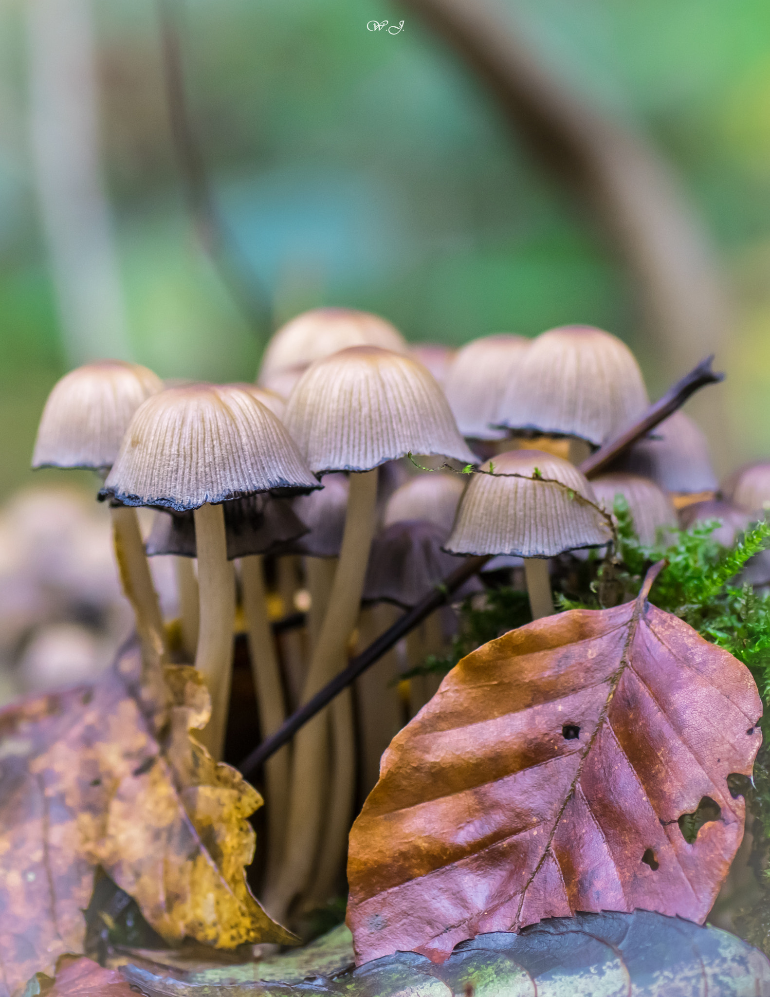 Sony ILCA-77M2 + Tamron SP AF 90mm F2.8 Di Macro sample photo. November colors photography