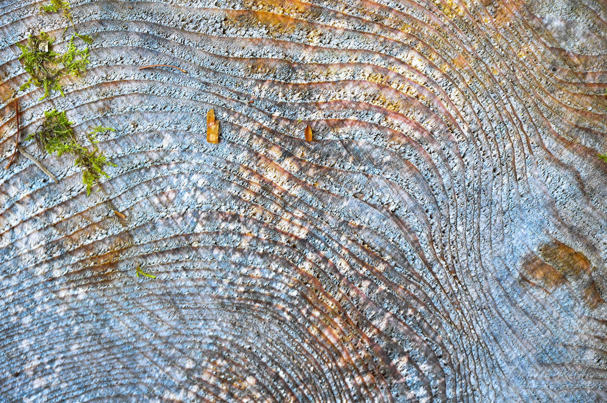 Nikon D5000 sample photo. Wood photography