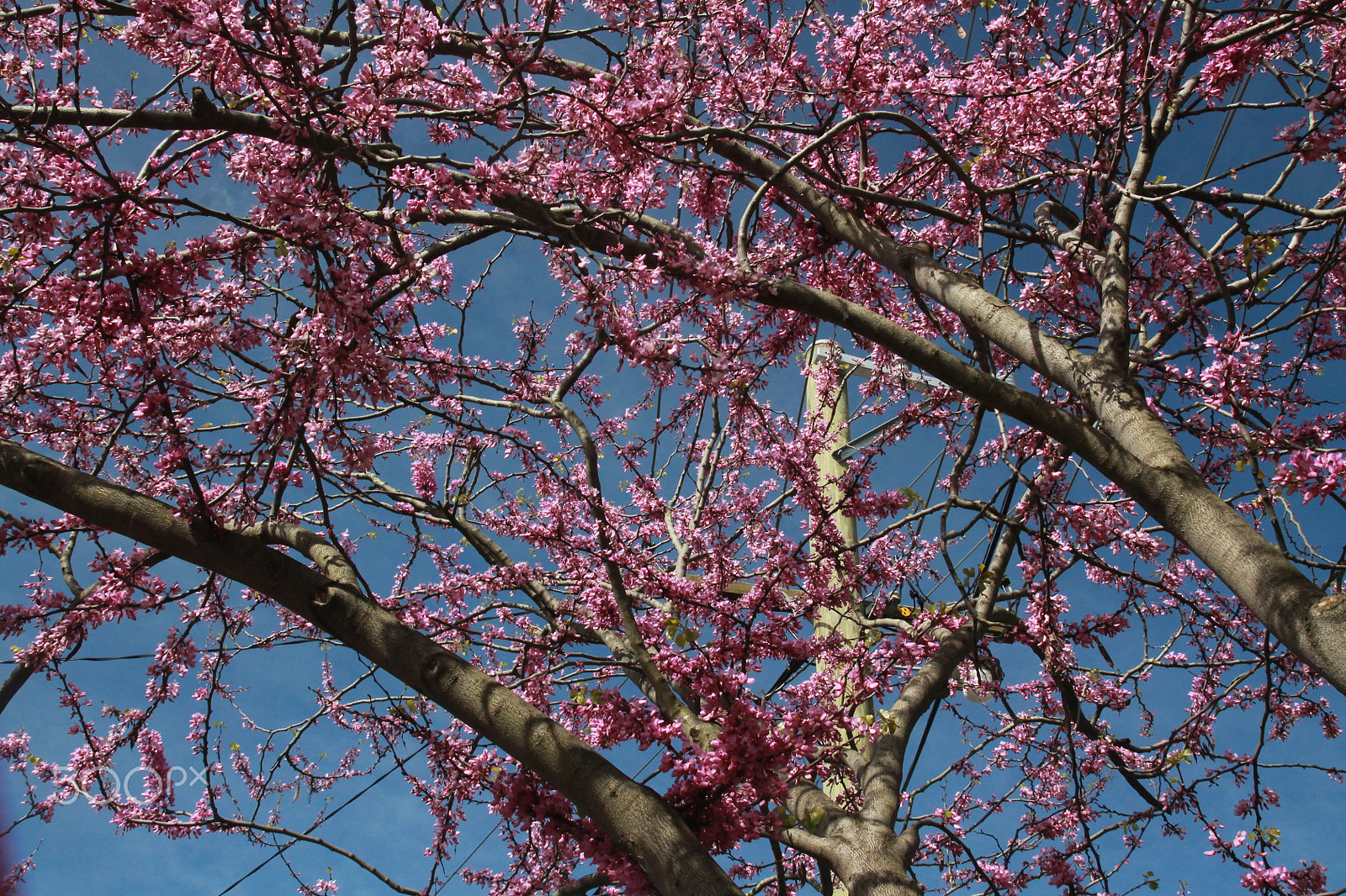Tamron SP AF 17-50mm F2.8 XR Di II LD Aspherical (IF) sample photo. Blossoms in box hill photography