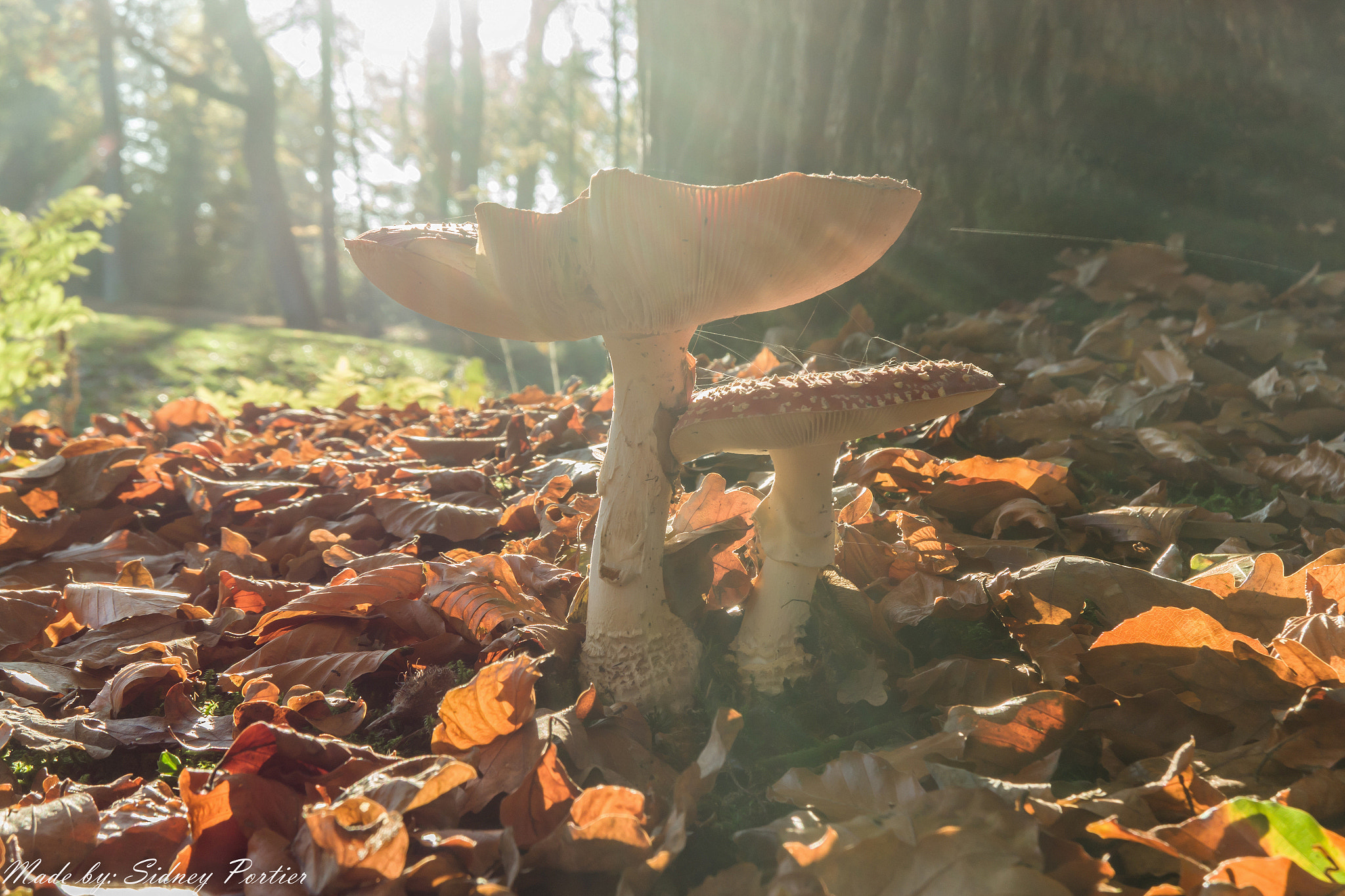 Samsung NX3300 sample photo. Mushroom photography