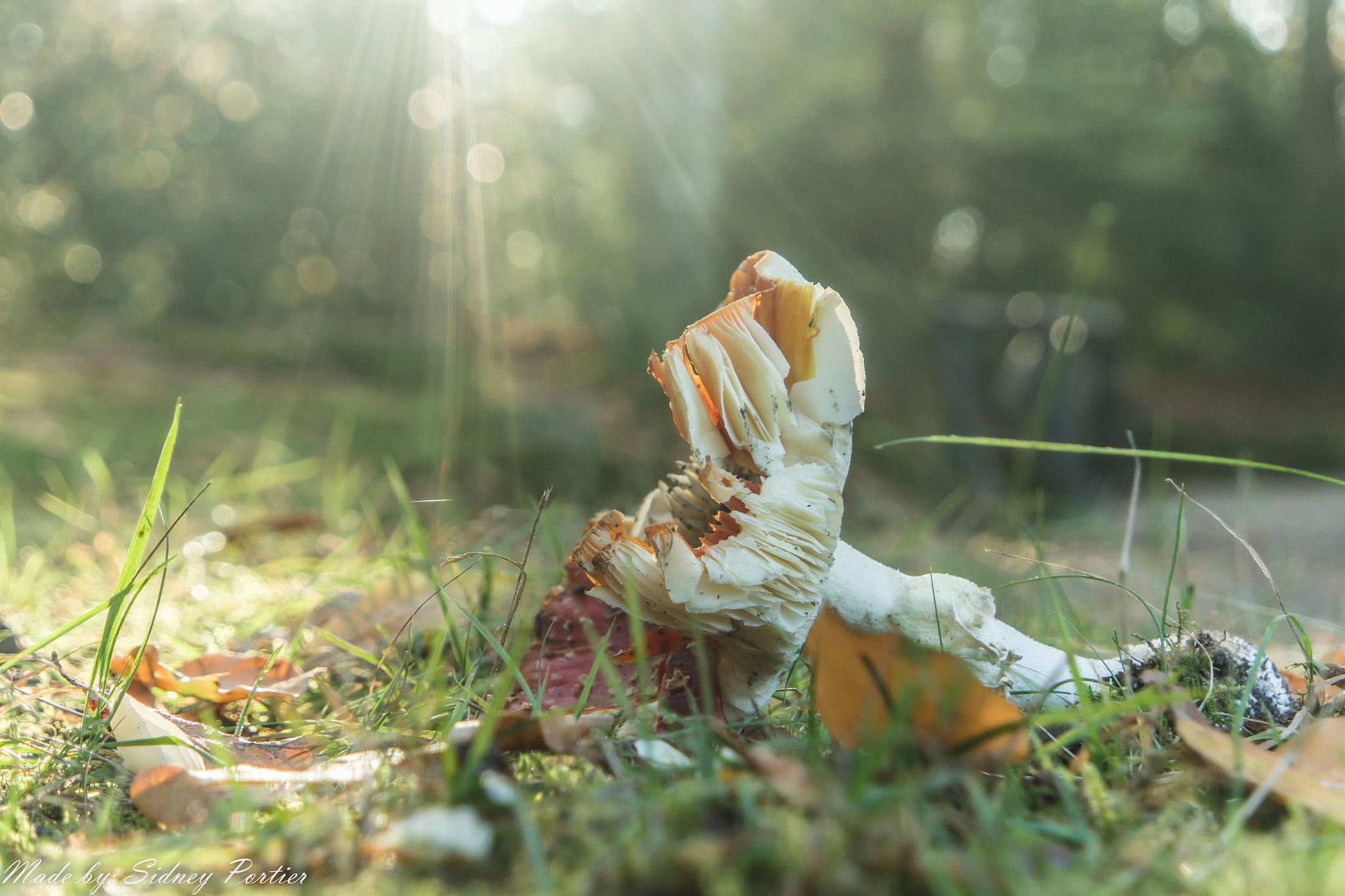 Samsung NX3300 sample photo. Mushroom photography