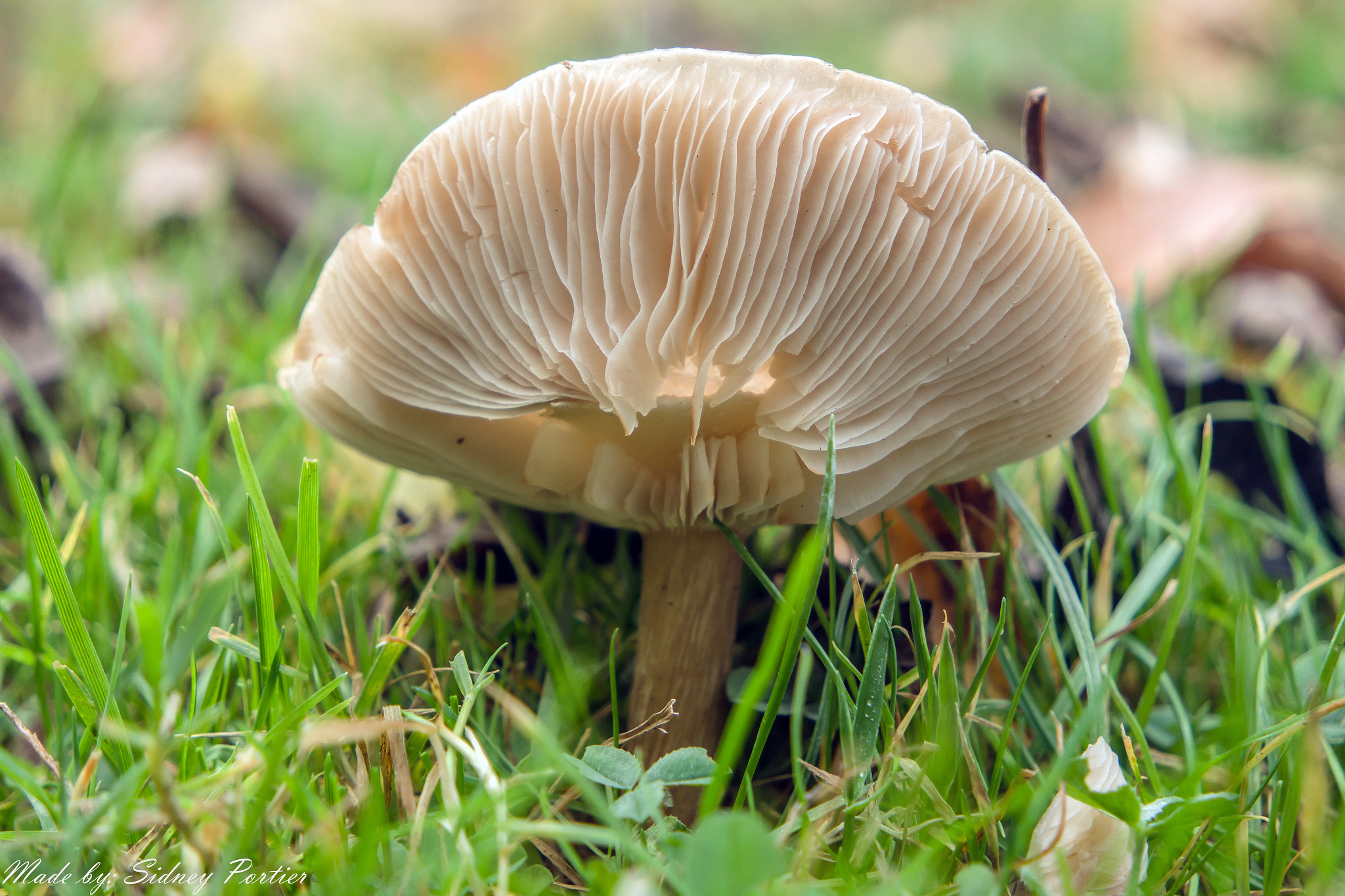 Samsung NX3300 sample photo. Mushroom photography