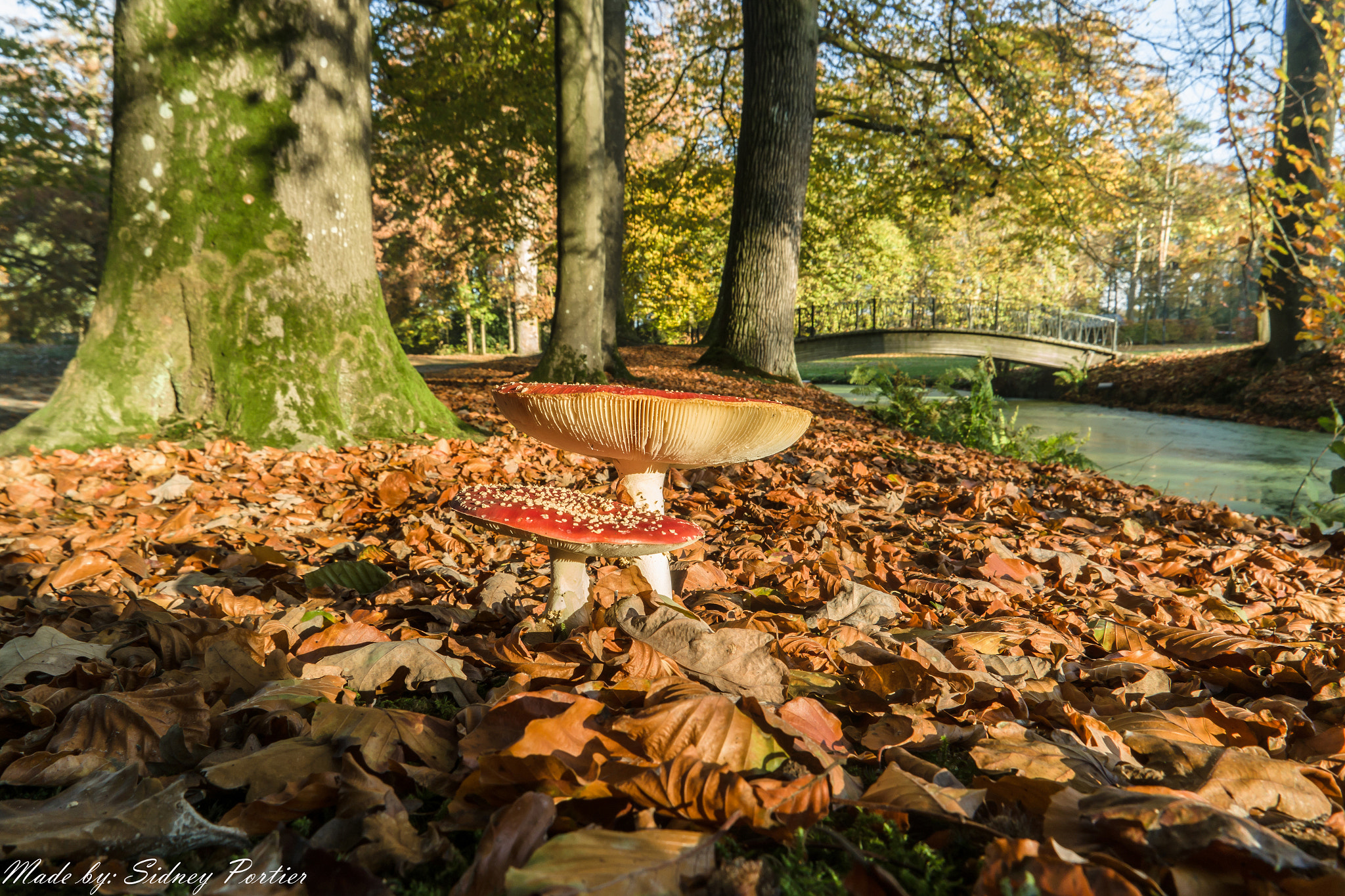 Samsung NX3300 sample photo. Mushroom photography