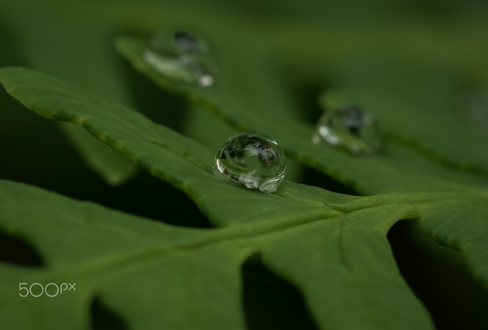 Olympus M.Zuiko Digital ED 60mm F2.8 Macro sample photo. Raindrop photography