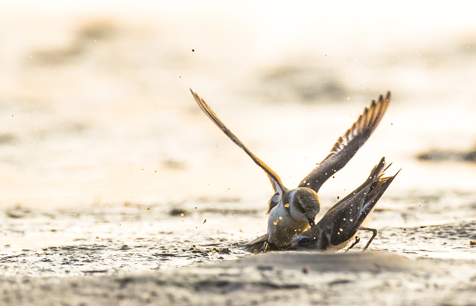 Canon EOS-1D X + Canon EF 800mm F5.6L IS USM sample photo. The winner is ... photography