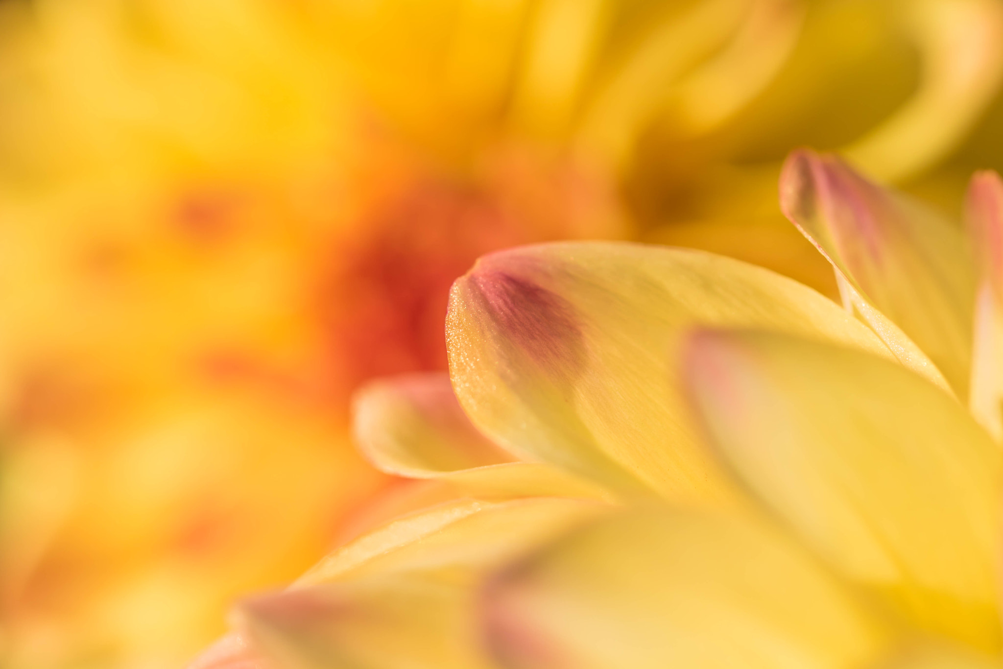 Canon EOS 760D (EOS Rebel T6s / EOS 8000D) sample photo. Sunny yellow photography