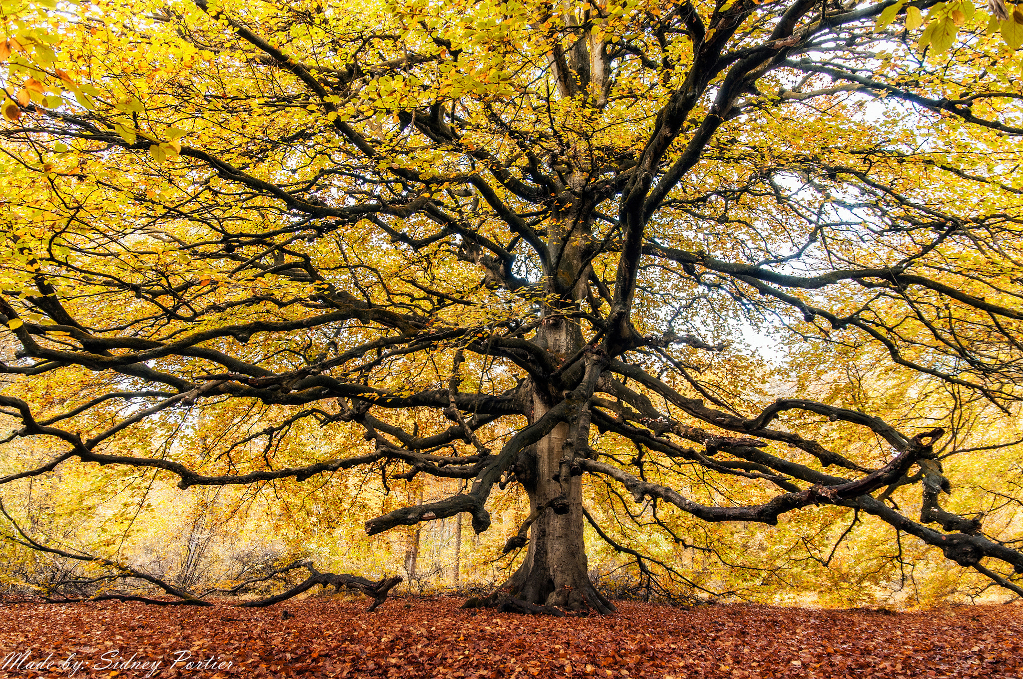 Nikon D90 sample photo. Autumn! photography