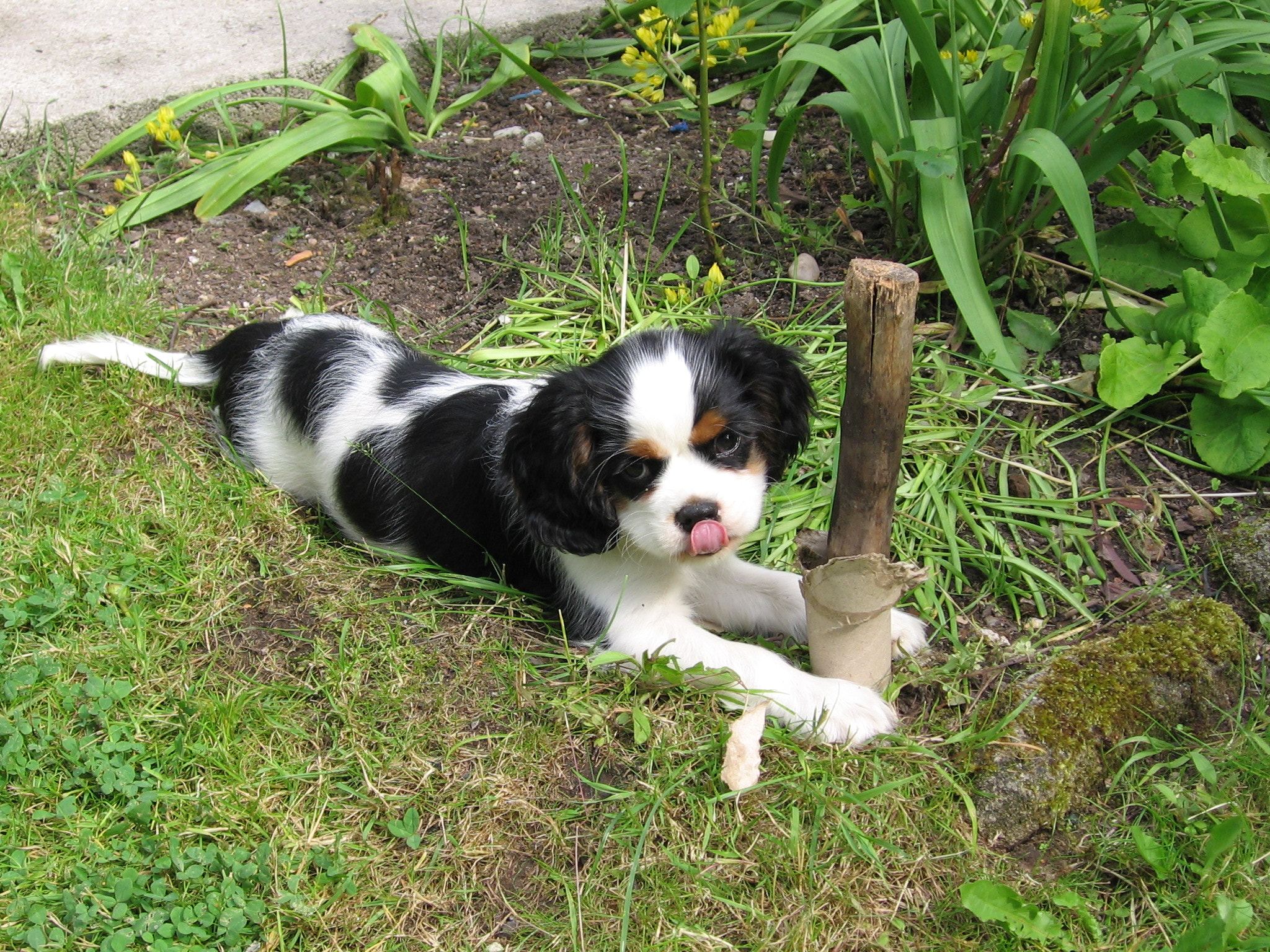 Canon POWERSHOT A510 sample photo. Cavalier king charles spaniel photography