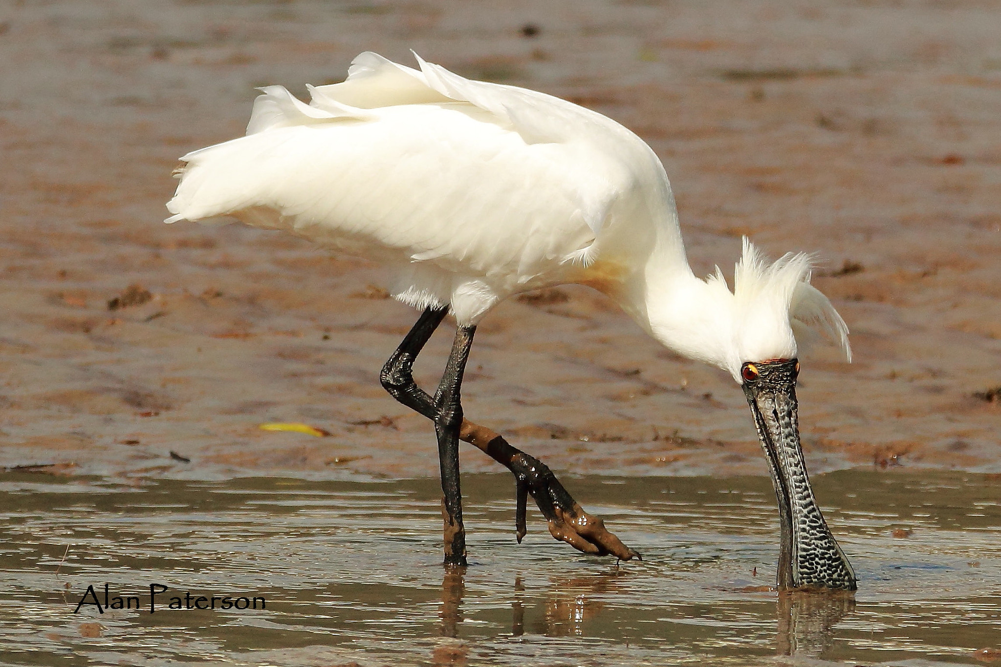 Tamron SP 150-600mm F5-6.3 Di VC USD sample photo. Spoonbill photography