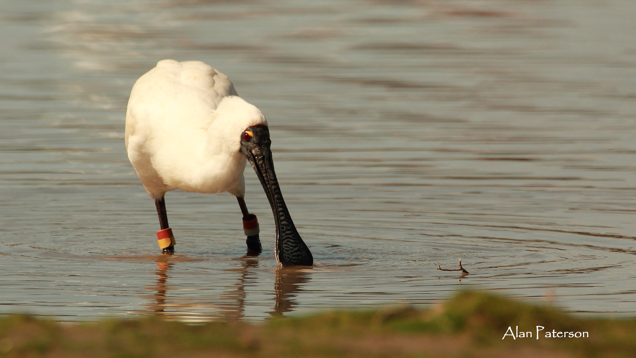 Canon EOS 60D sample photo. Banded spoonbill photography
