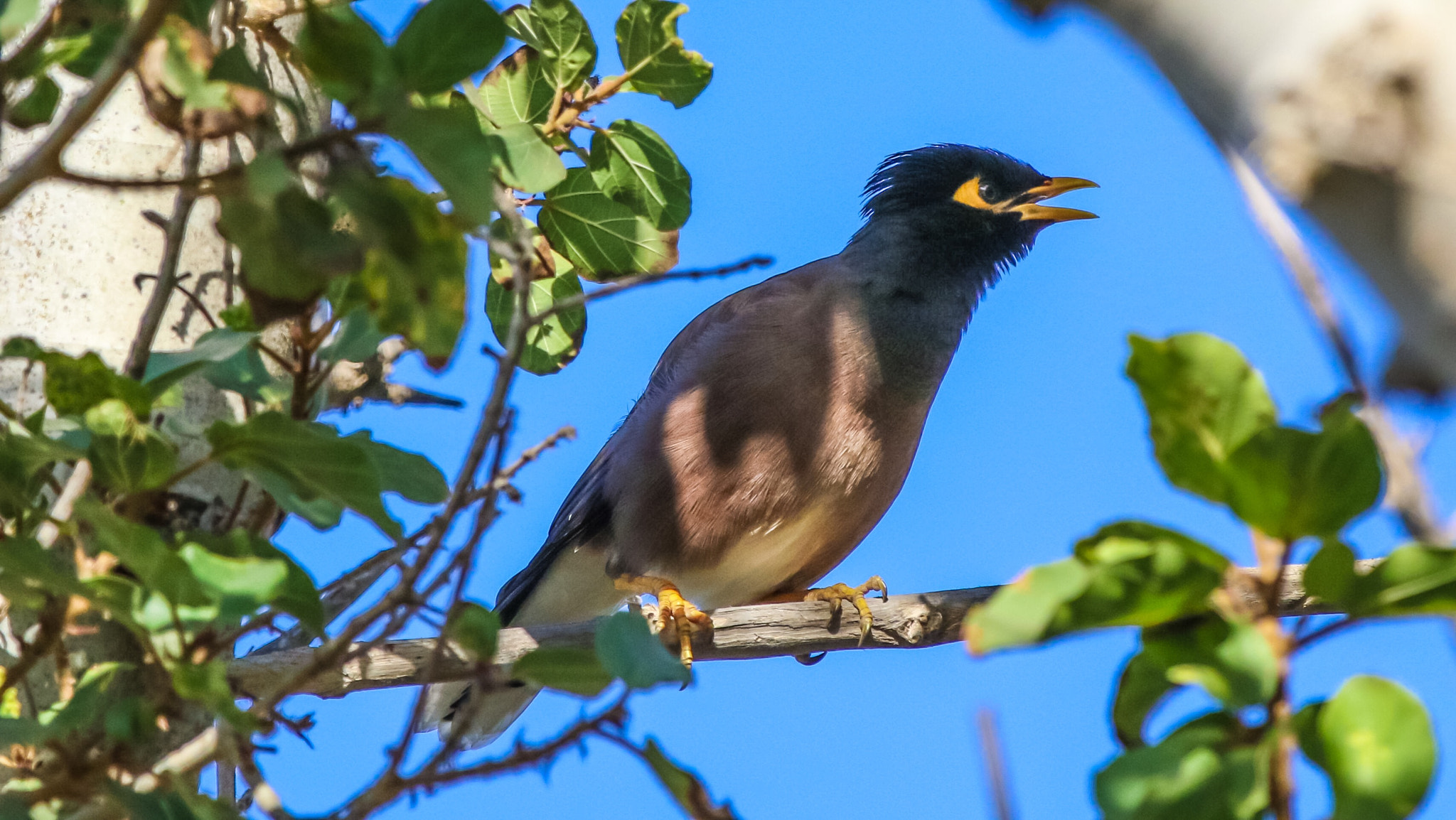 Canon EF 70-200mm F2.8L IS II USM sample photo