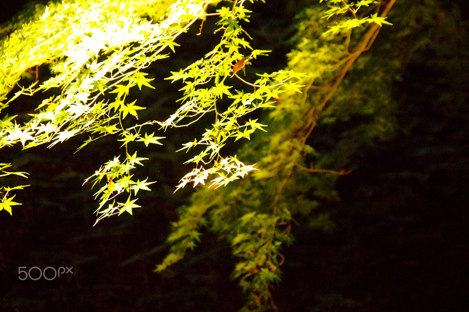 Pentax K-3 sample photo. Autumn leaves lighted up photography