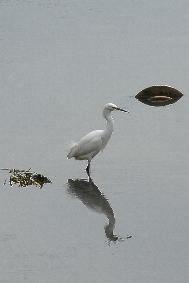 Nikon D7100 sample photo. Entre os lixos no rio a bela se faz presente. photography