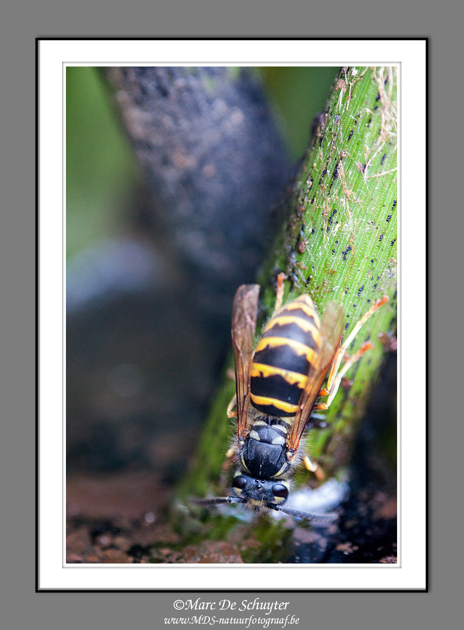 Canon EOS 5D Mark II sample photo. Thirsty wasp photography