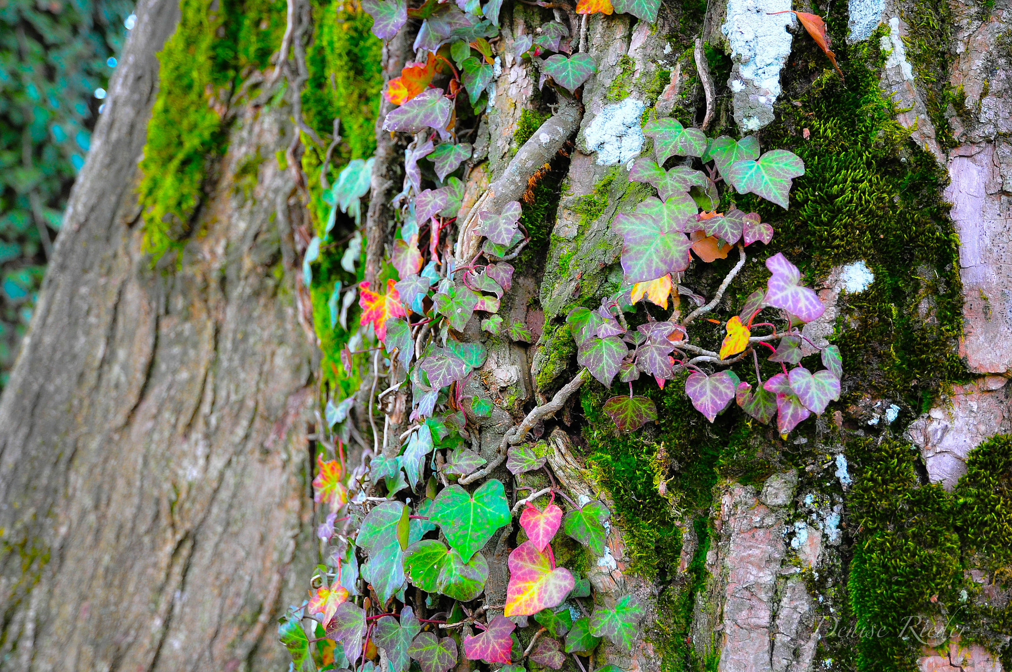 Nikon D5000 sample photo. Efeu photography