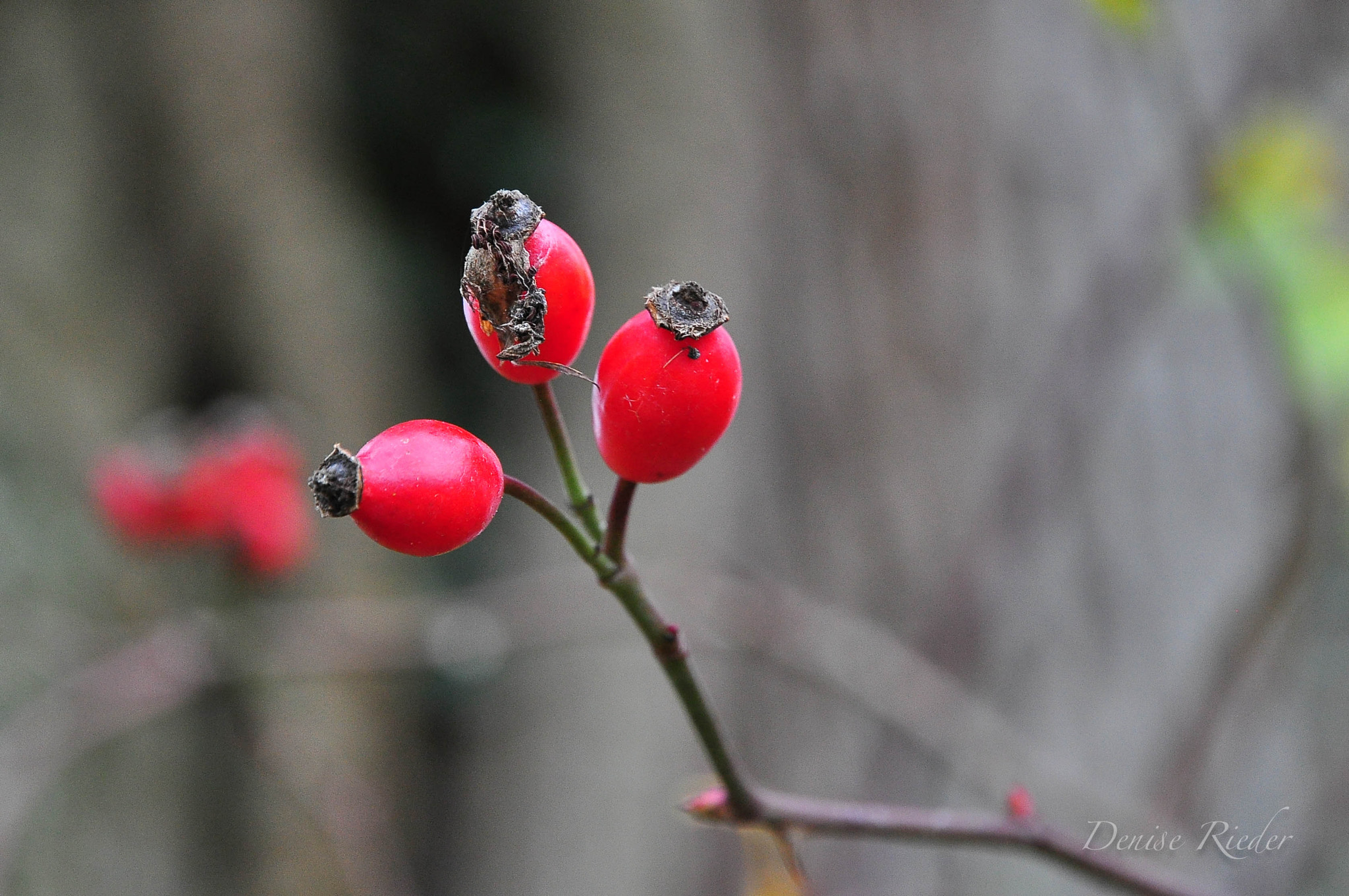 Nikon D5000 sample photo. Beeren photography