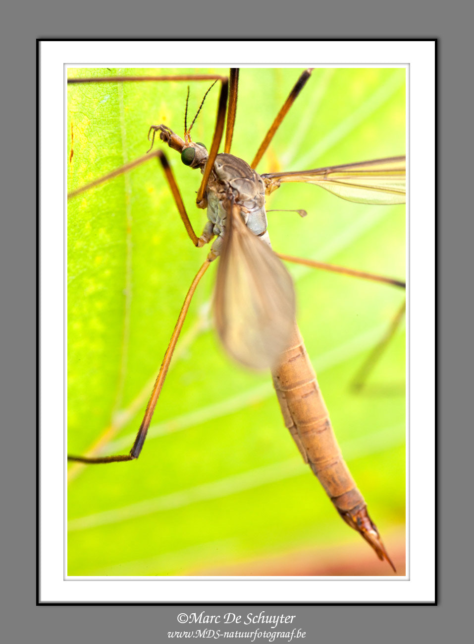 Canon TS-E 90mm F2.8 Tilt-Shift sample photo. Crane fly photography
