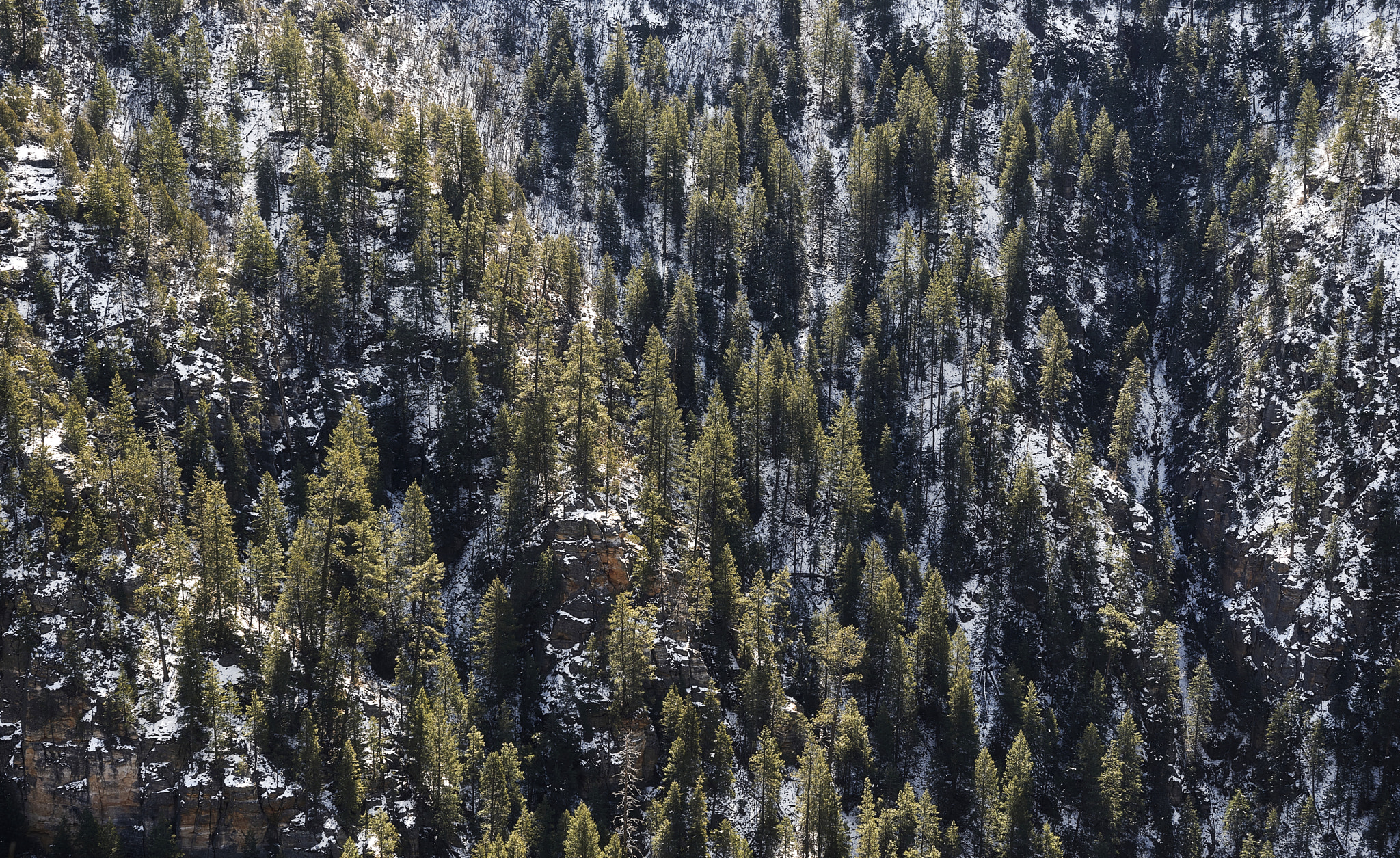 Sony a7R sample photo. Frizen pines photography